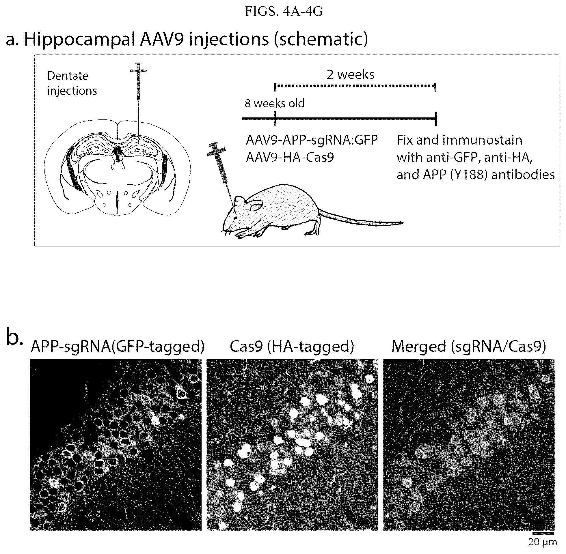 Patent US12496360 Figure 10 – Gene editing-based method of attenuating the beta-amyloid pathway