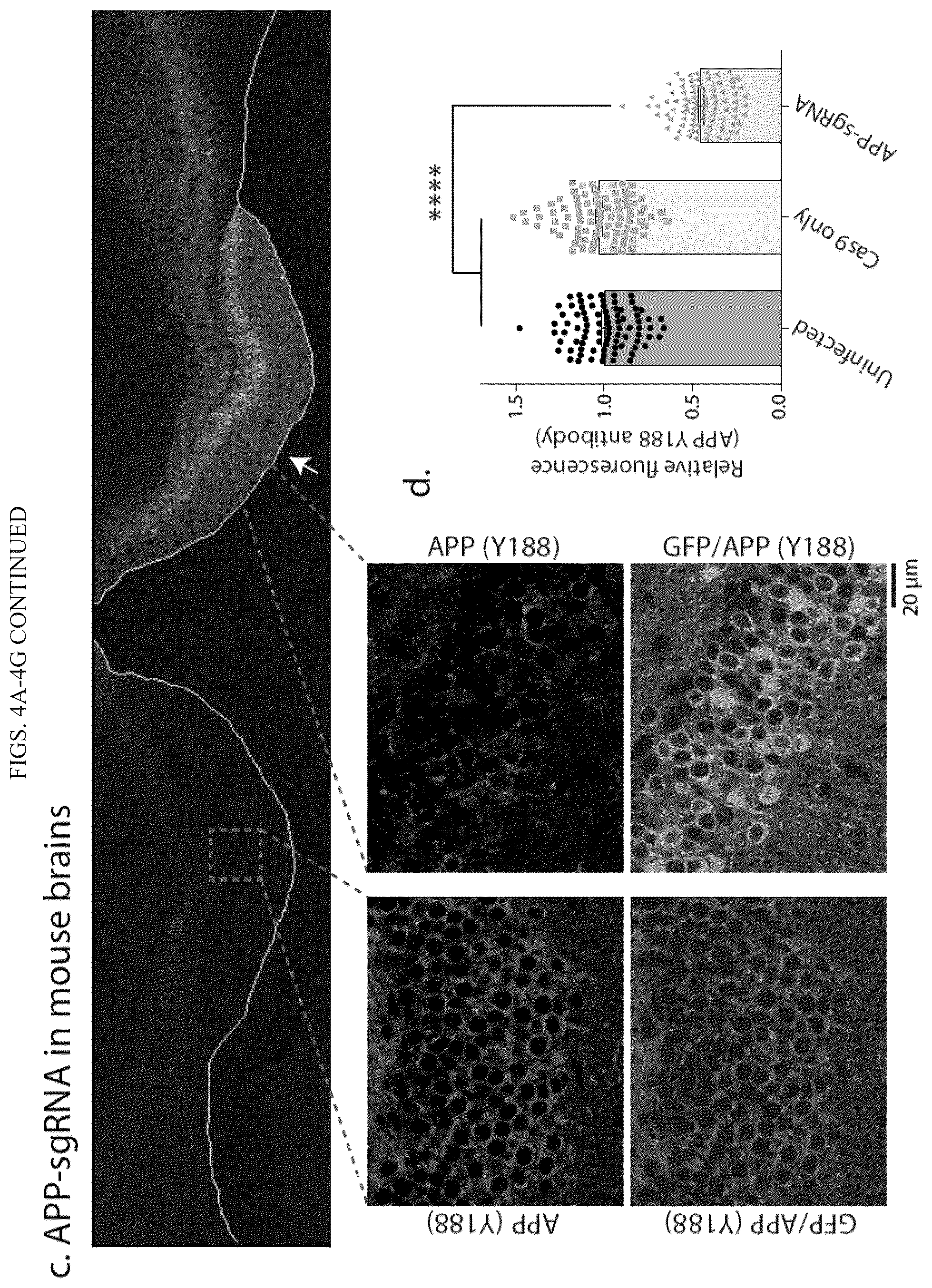Patent US12496360 Figure 11 – Gene editing-based method of attenuating the beta-amyloid pathway