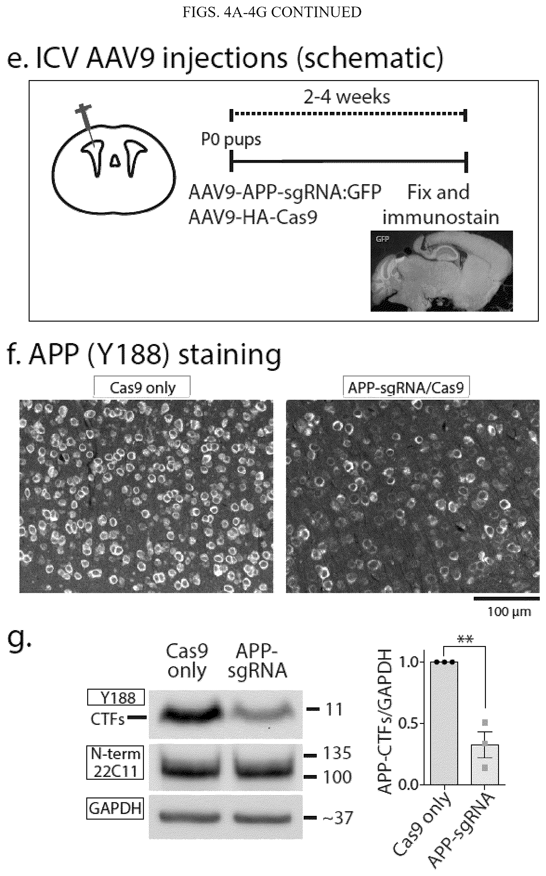 Patent US12496360 Figure 12 – Gene editing-based method of attenuating the beta-amyloid pathway