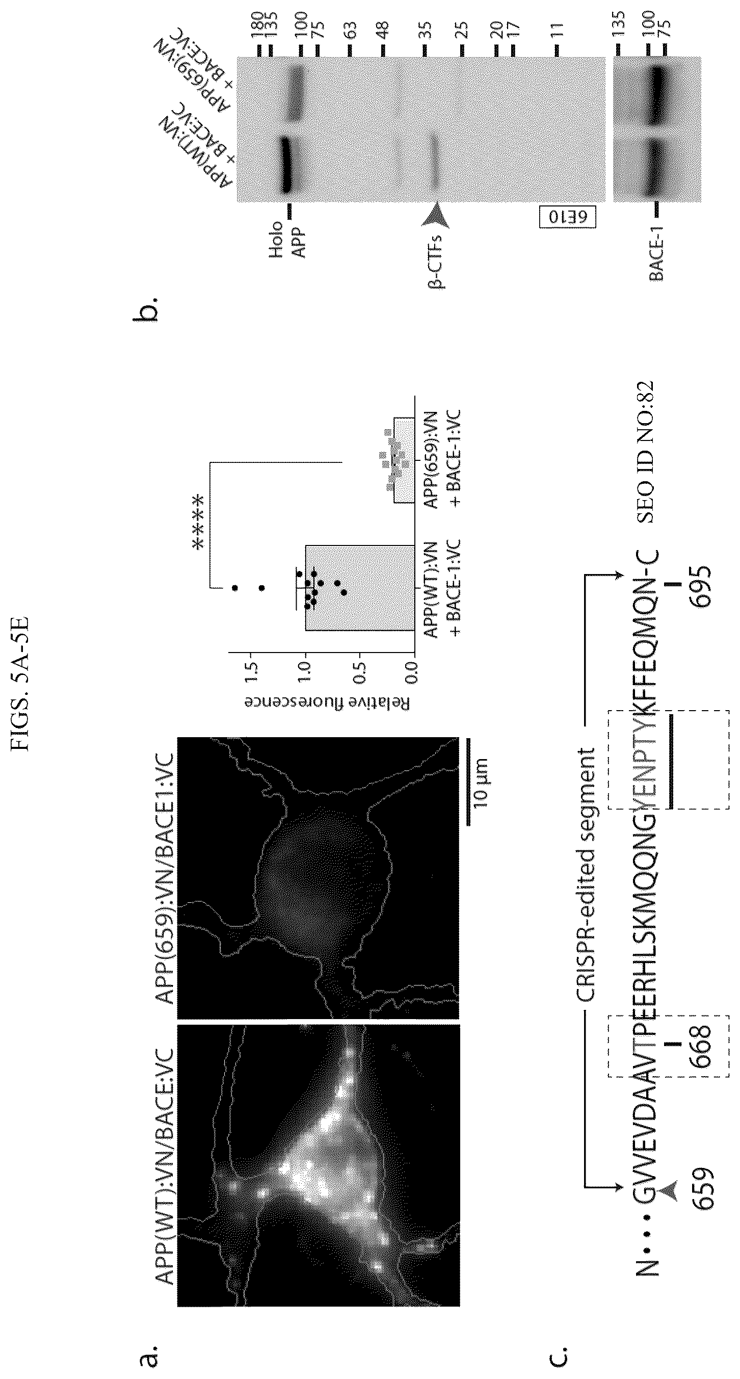 Patent US12496360 Figure 13 – Gene editing-based method of attenuating the beta-amyloid pathway