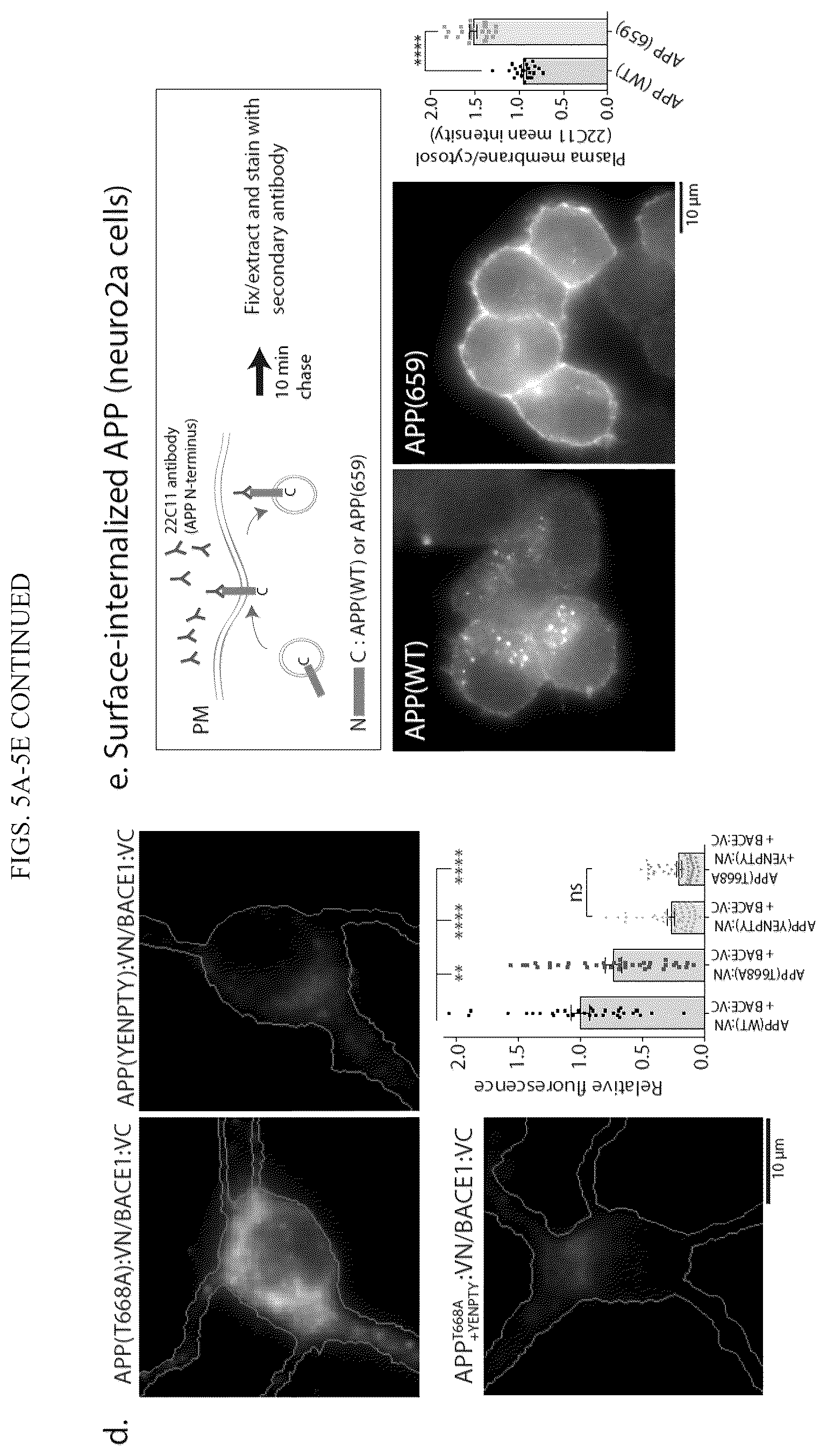 Patent US12496360 Figure 14 – Gene editing-based method of attenuating the beta-amyloid pathway