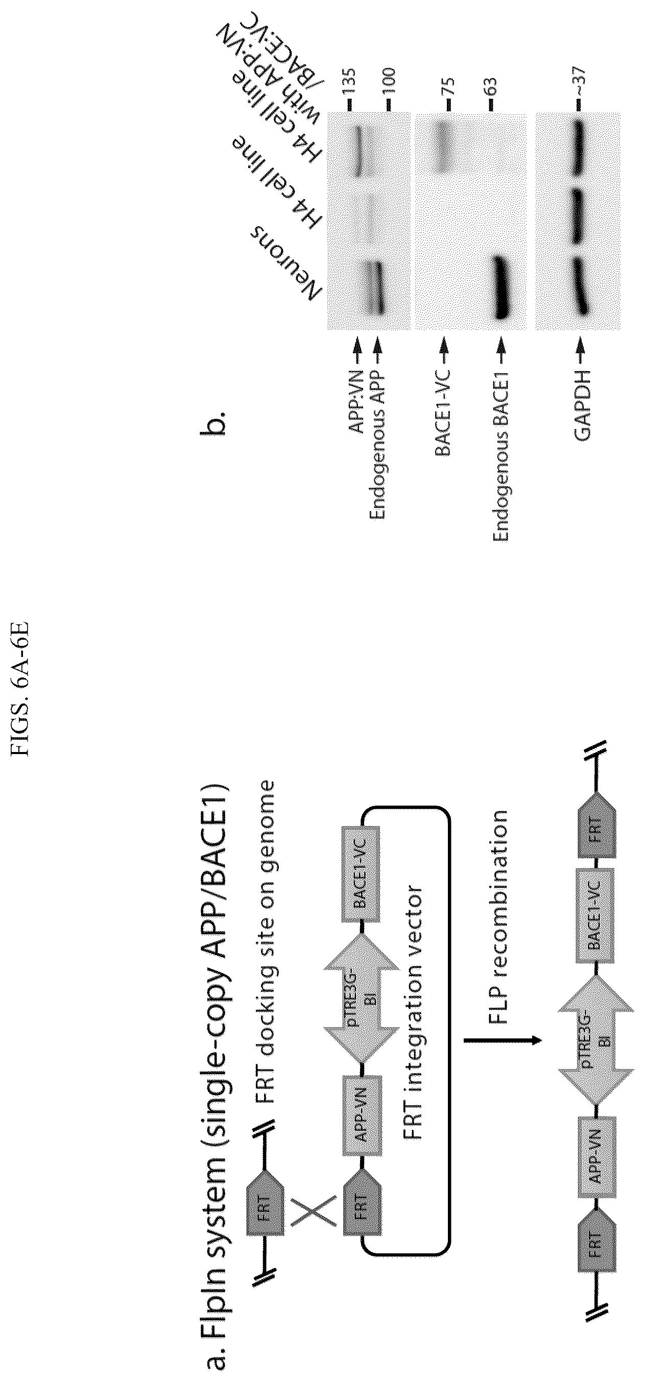 Patent US12496360 Figure 15 – Gene editing-based method of attenuating the beta-amyloid pathway