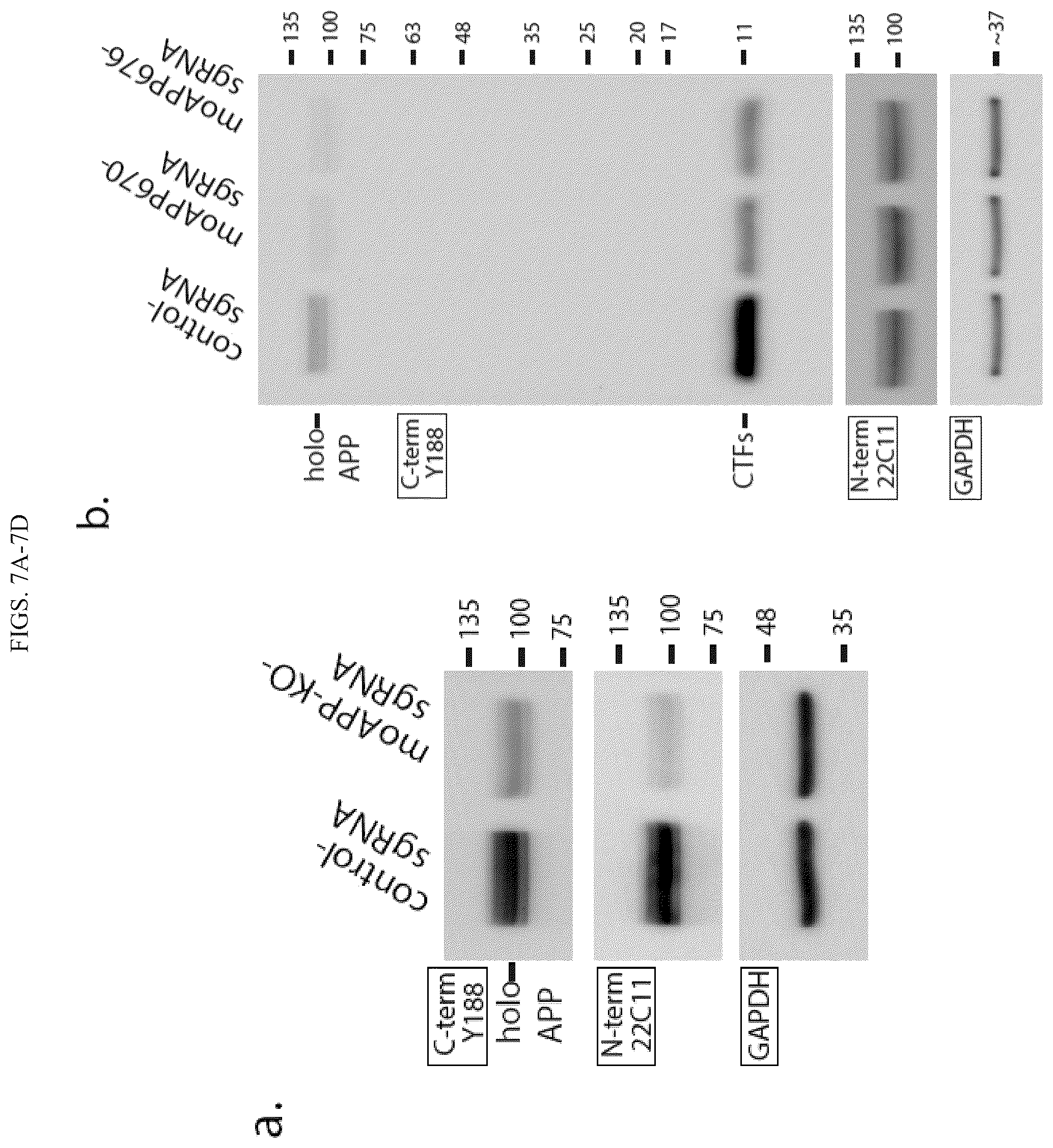 Patent US12496360 Figure 19 – Gene editing-based method of attenuating the beta-amyloid pathway