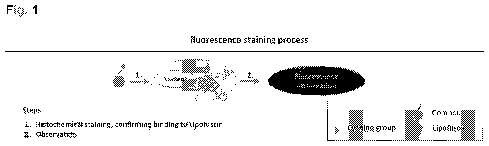 Patent US12496361 Figure 1 – Imaging compounds for detecting or imaging senescent cells