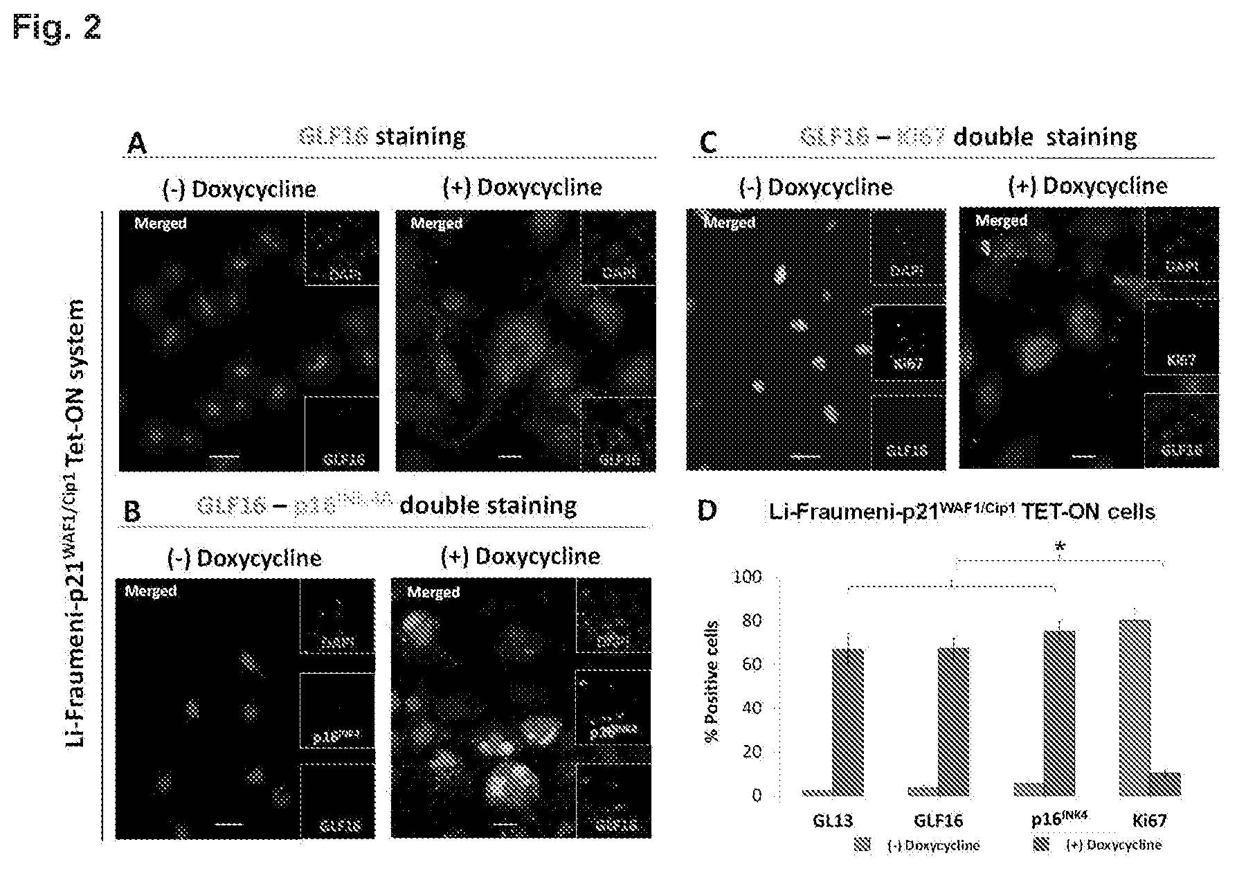 Patent US12496361 Figure 2 – Imaging compounds for detecting or imaging senescent cells
