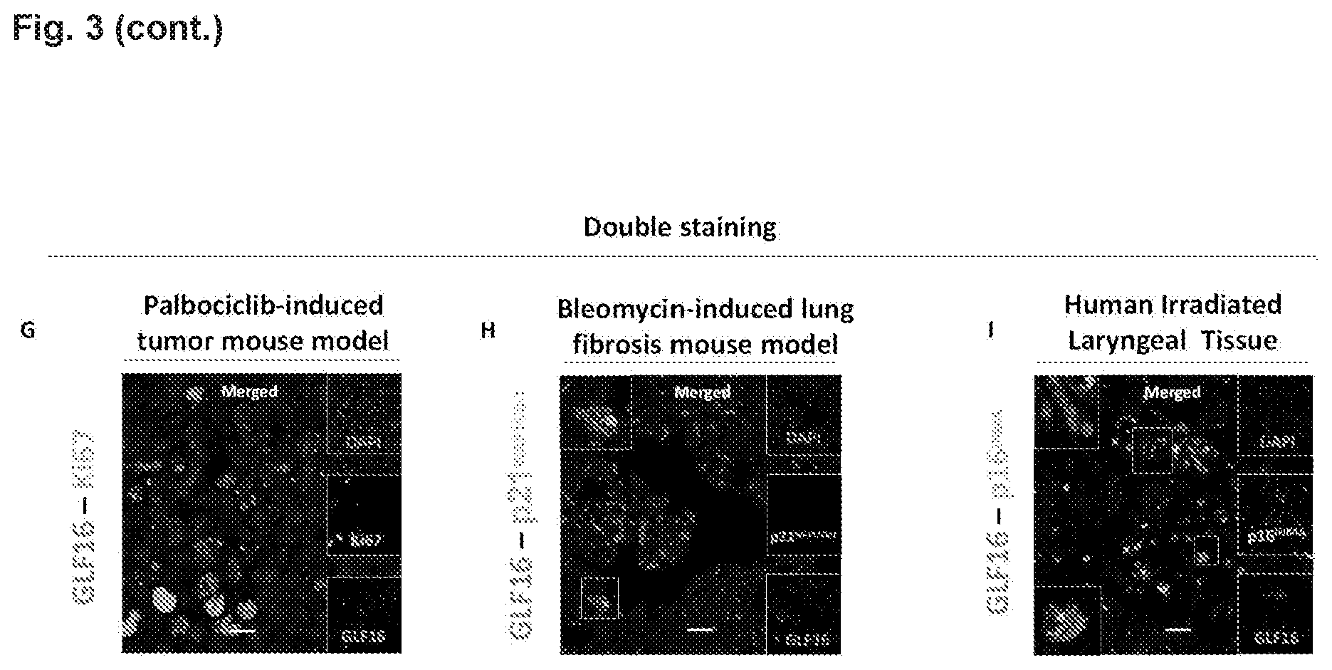 Patent US12496361 Figure 5 – Imaging compounds for detecting or imaging senescent cells
