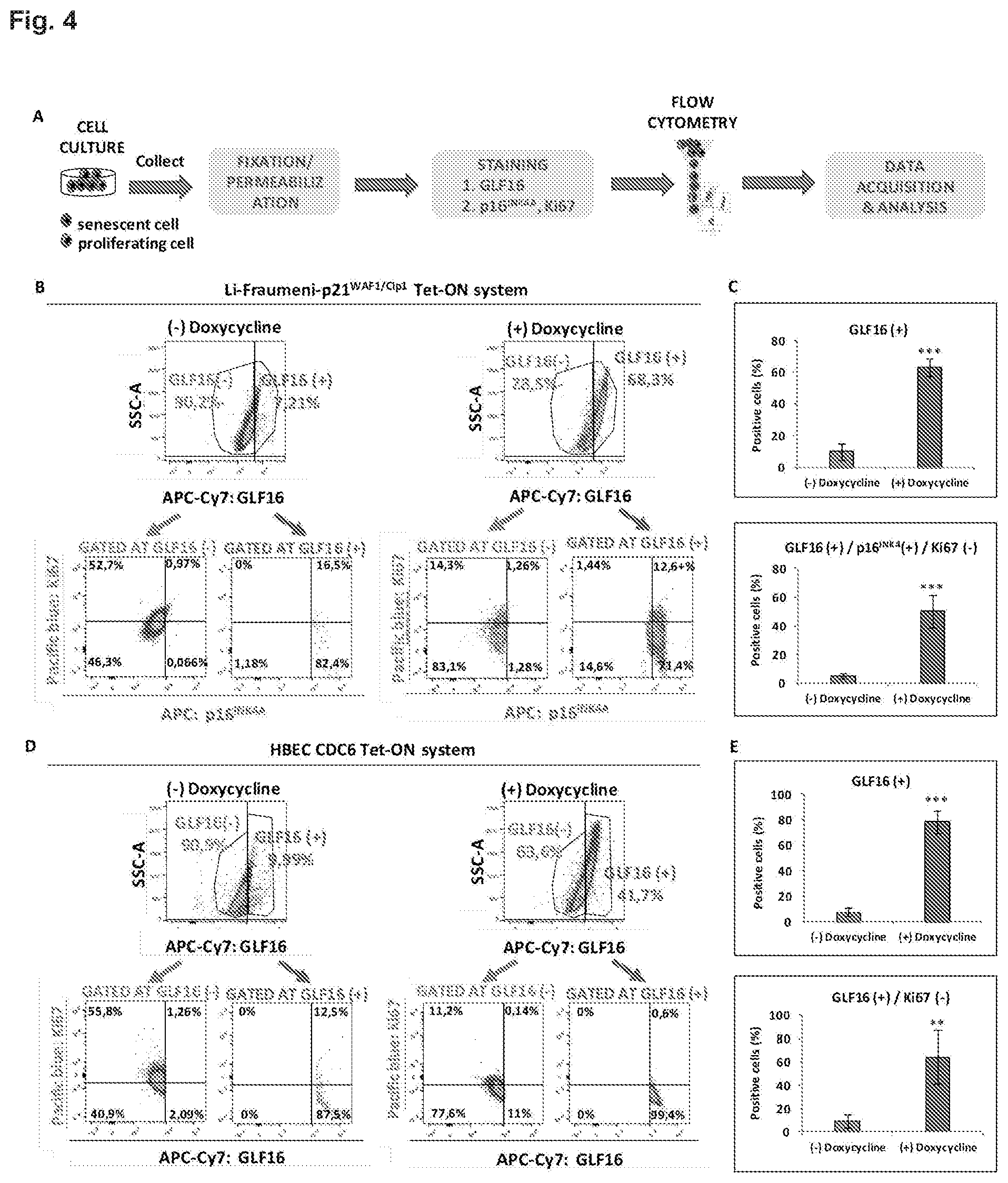 Patent US12496361 Figure 6 – Imaging compounds for detecting or imaging senescent cells