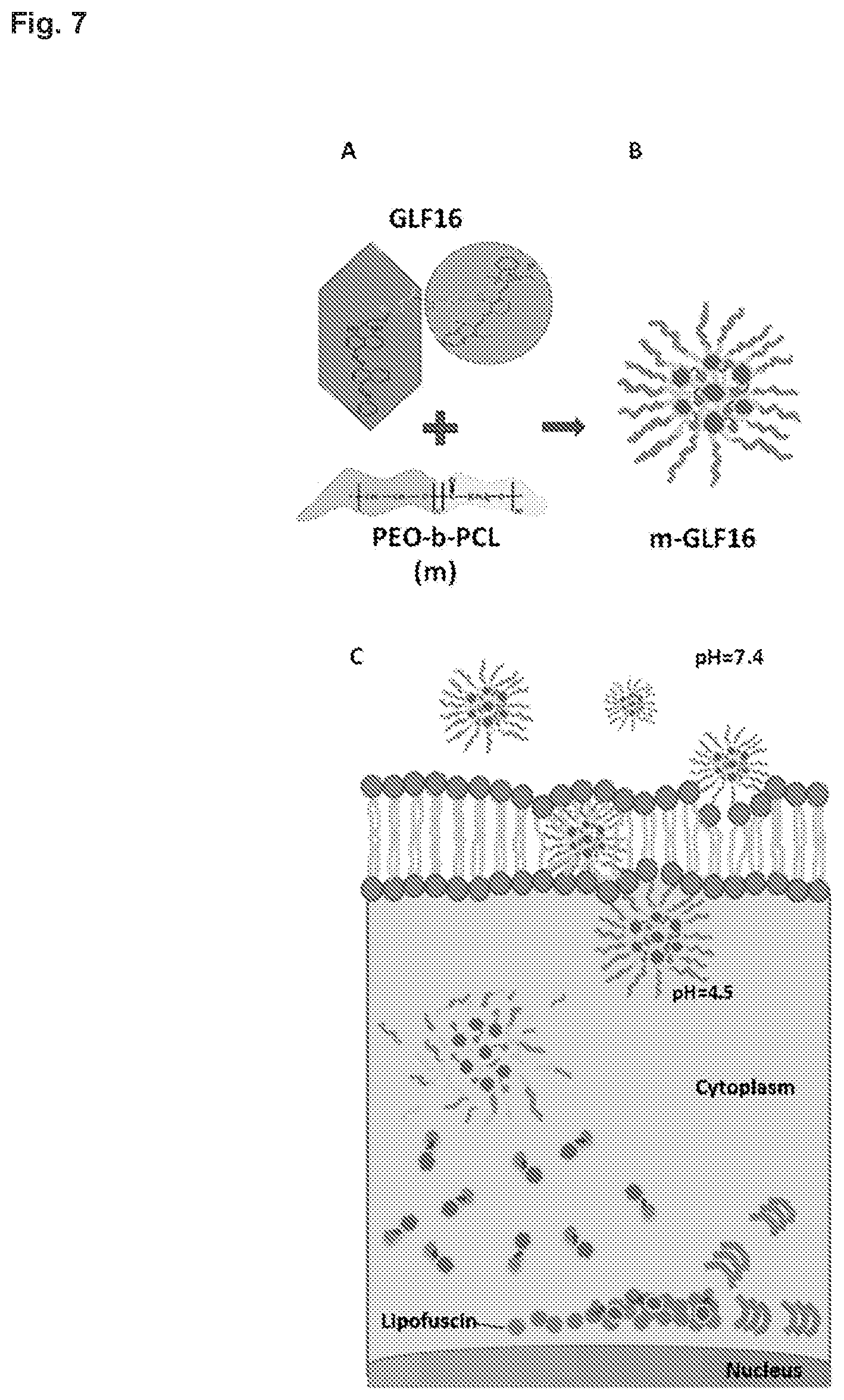 Patent US12496361 Figure 9 – Imaging compounds for detecting or imaging senescent cells