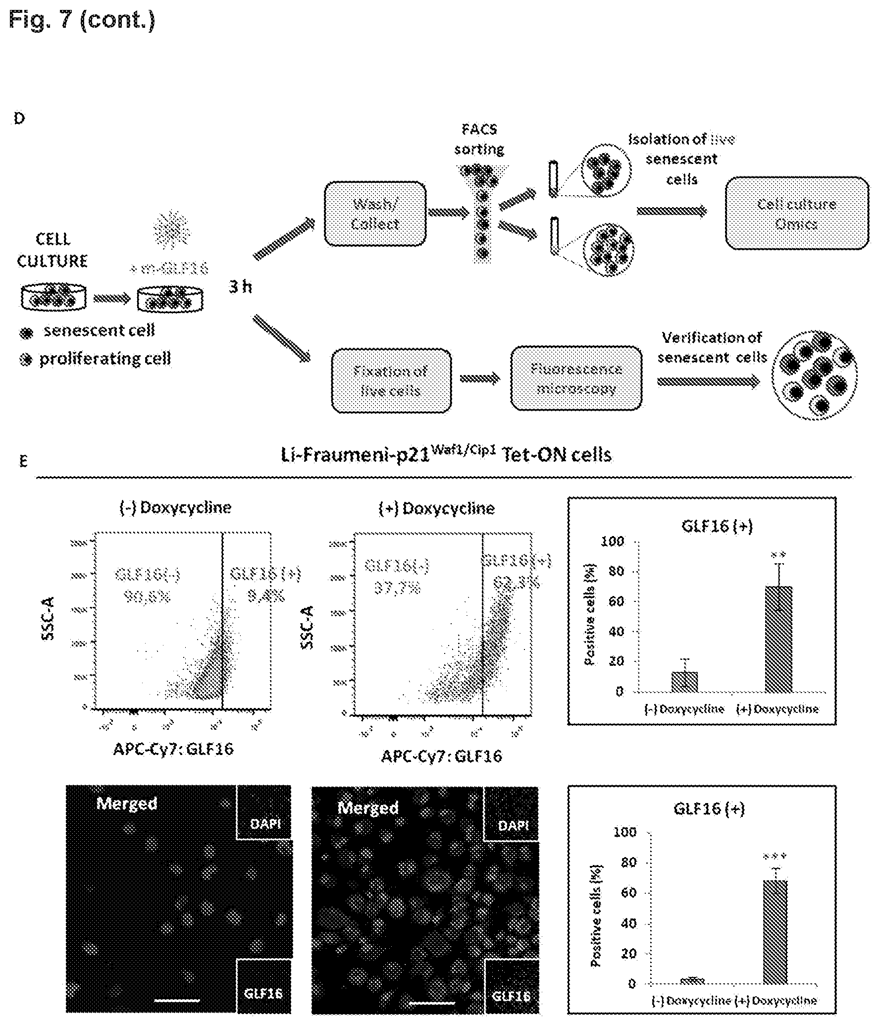 Patent US12496361 Figure 10 – Imaging compounds for detecting or imaging senescent cells