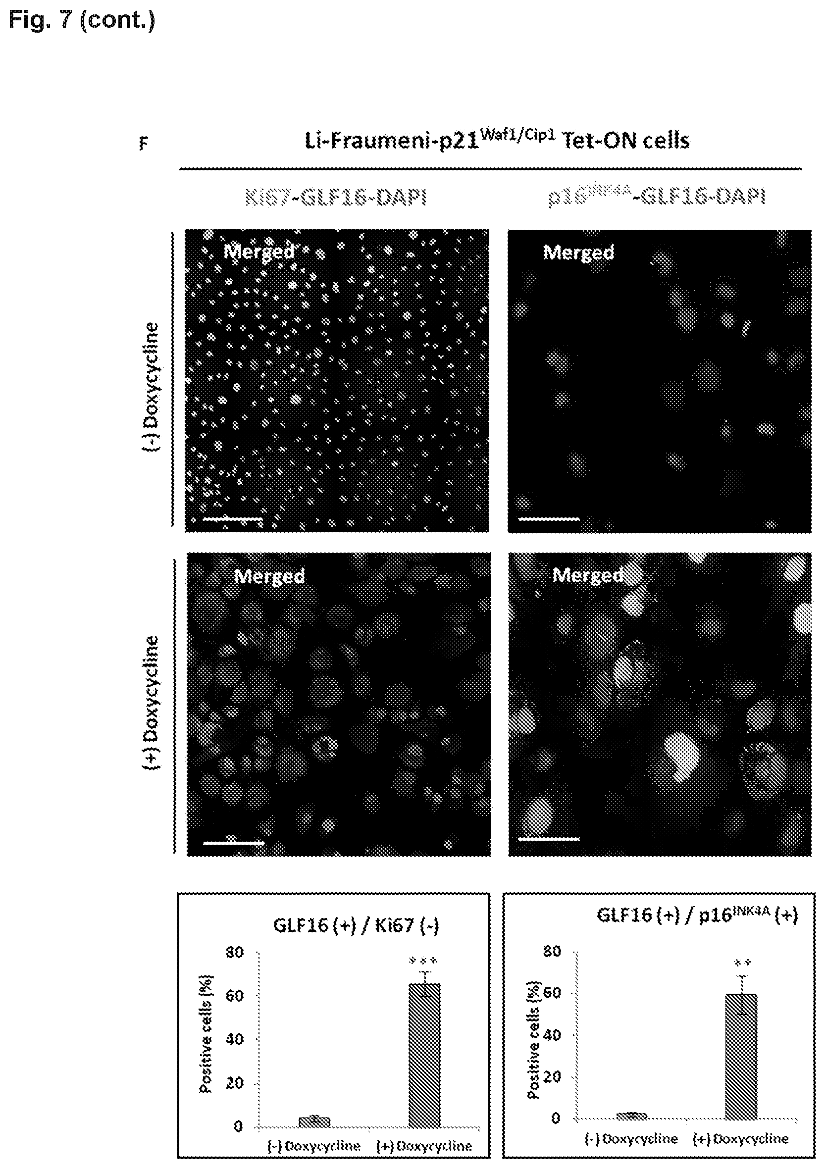 Patent US12496361 Figure 11 – Imaging compounds for detecting or imaging senescent cells