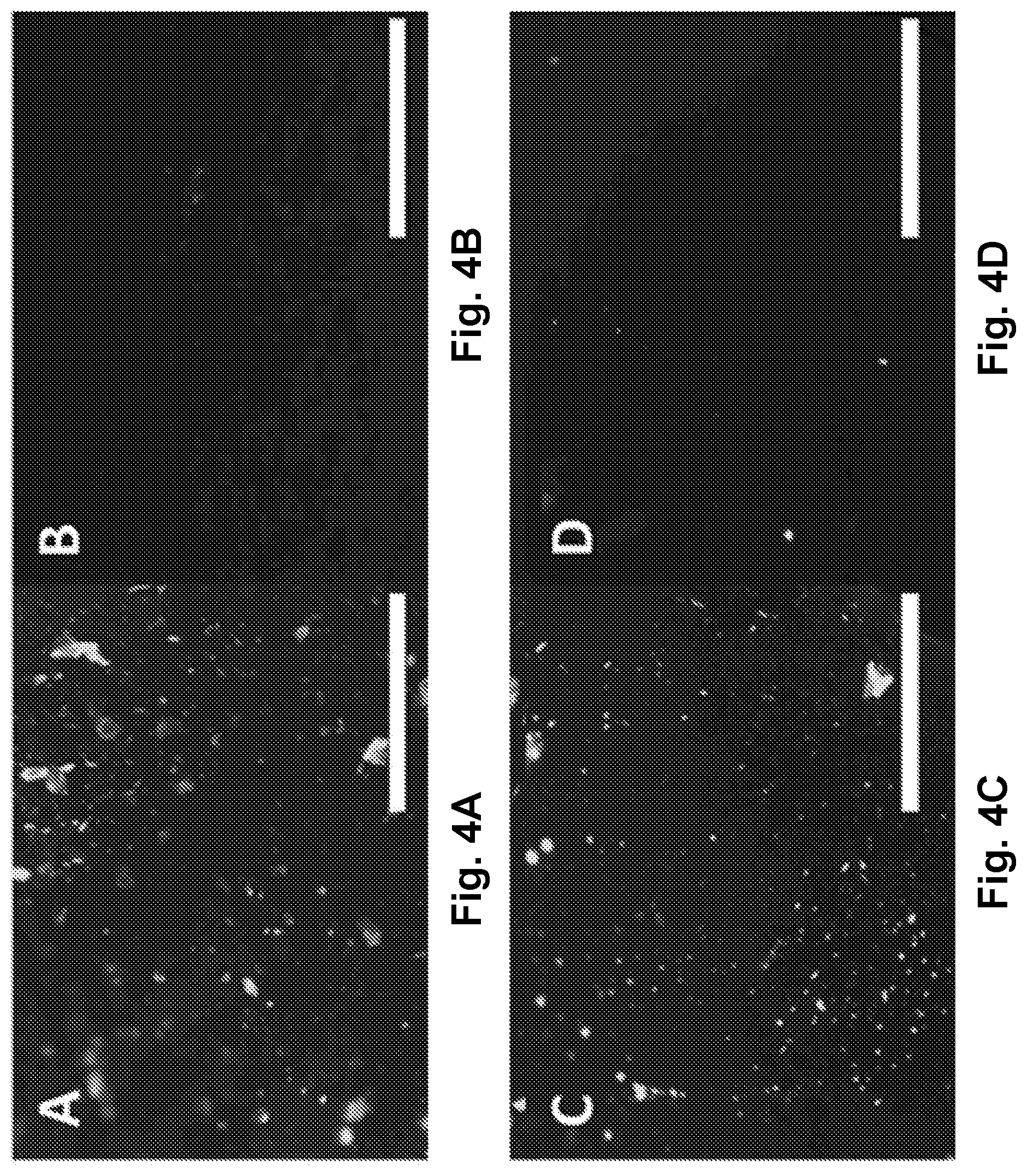 Patent US12496377 Figure 6 – Nitric oxide releasing slippery surfaces for decreased fouling, thrombosis, and infection of medical devices