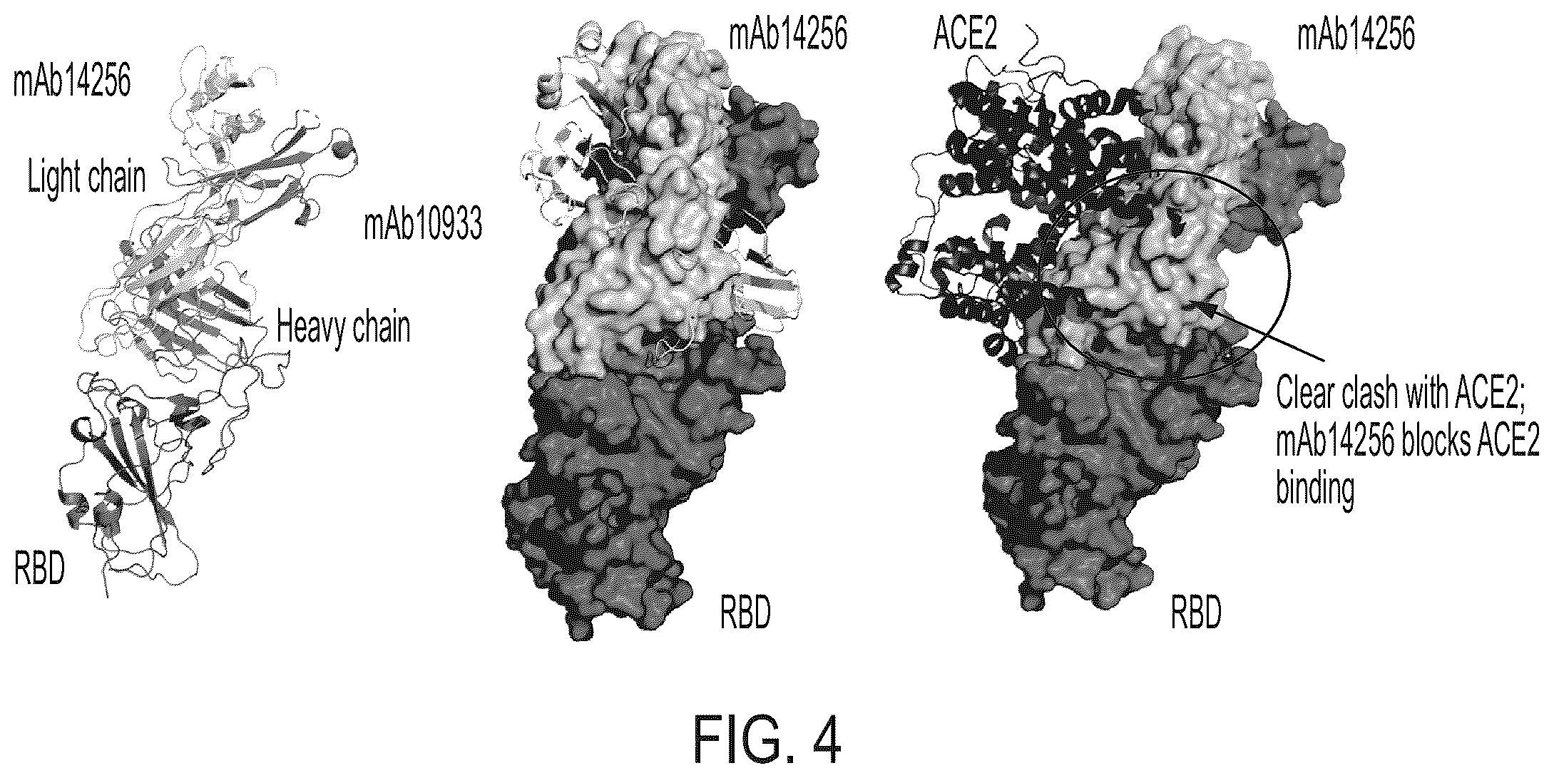 Patent US12496470 Figure 20 – Anti-SARS-CoV-2-spike glycoprotein antibodies and antigen-binding fragments
