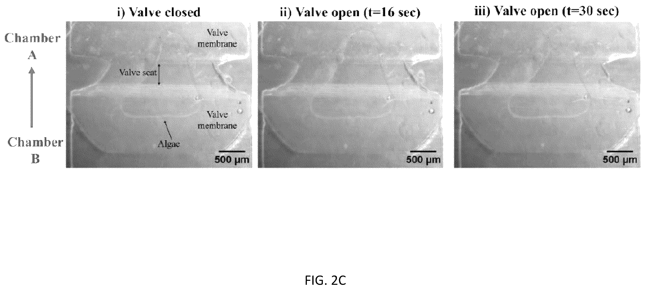 Patent US12496581 Figure 5 – Systems and methods for in vivo nanotoxicity testing