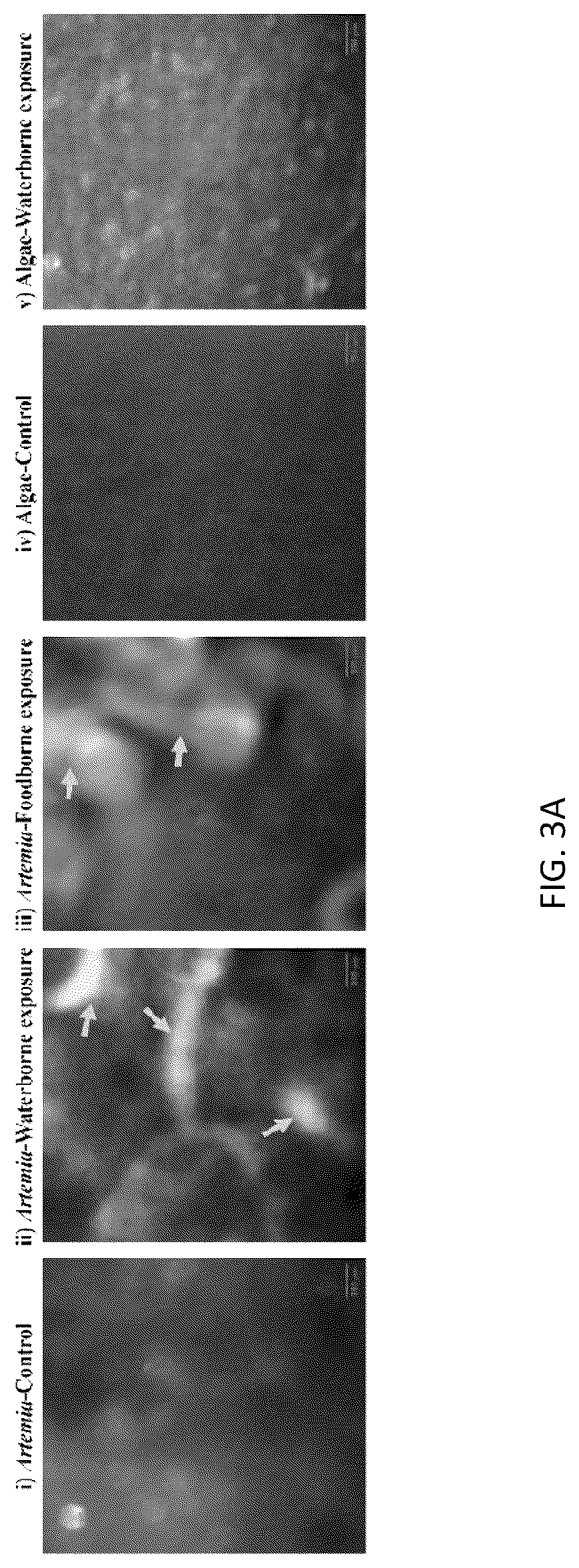 Patent US12496581 Figure 6 – Systems and methods for in vivo nanotoxicity testing