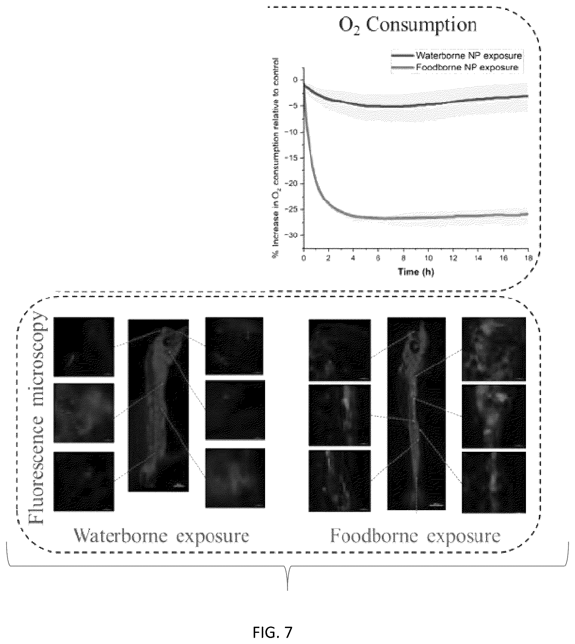 Patent US12496581 Figure 12 – Systems and methods for in vivo nanotoxicity testing