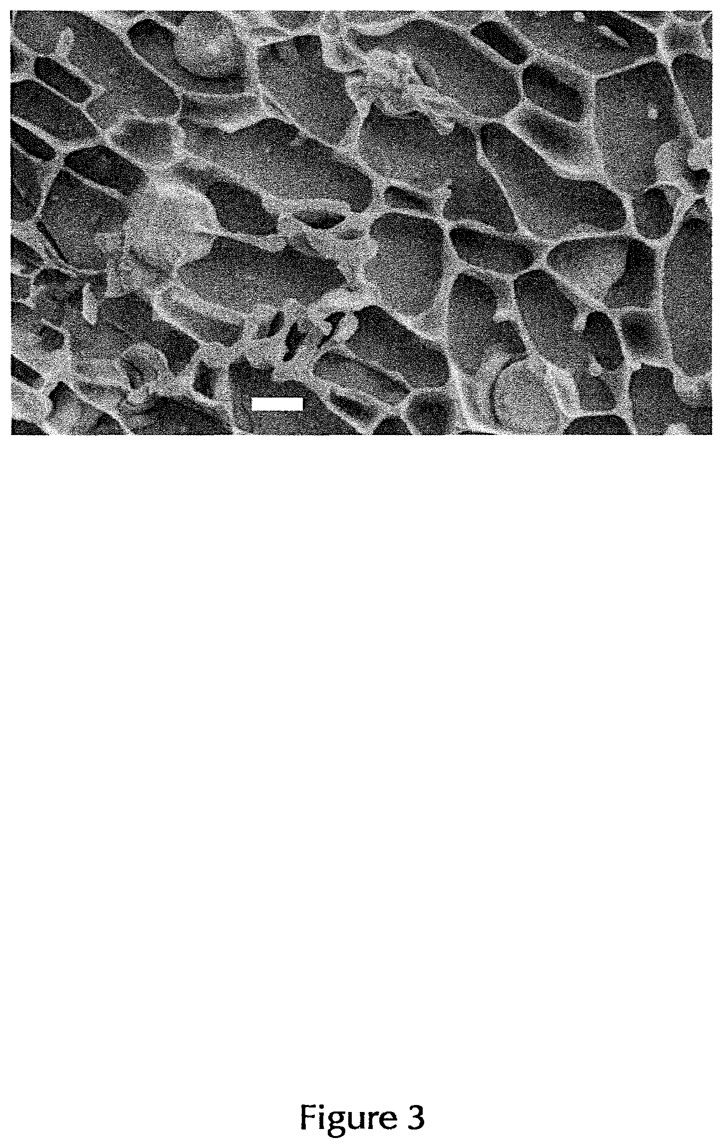 Patent US12496585 Figure 3 – Coated articles for blood coagulation testing and methods of preparing the same