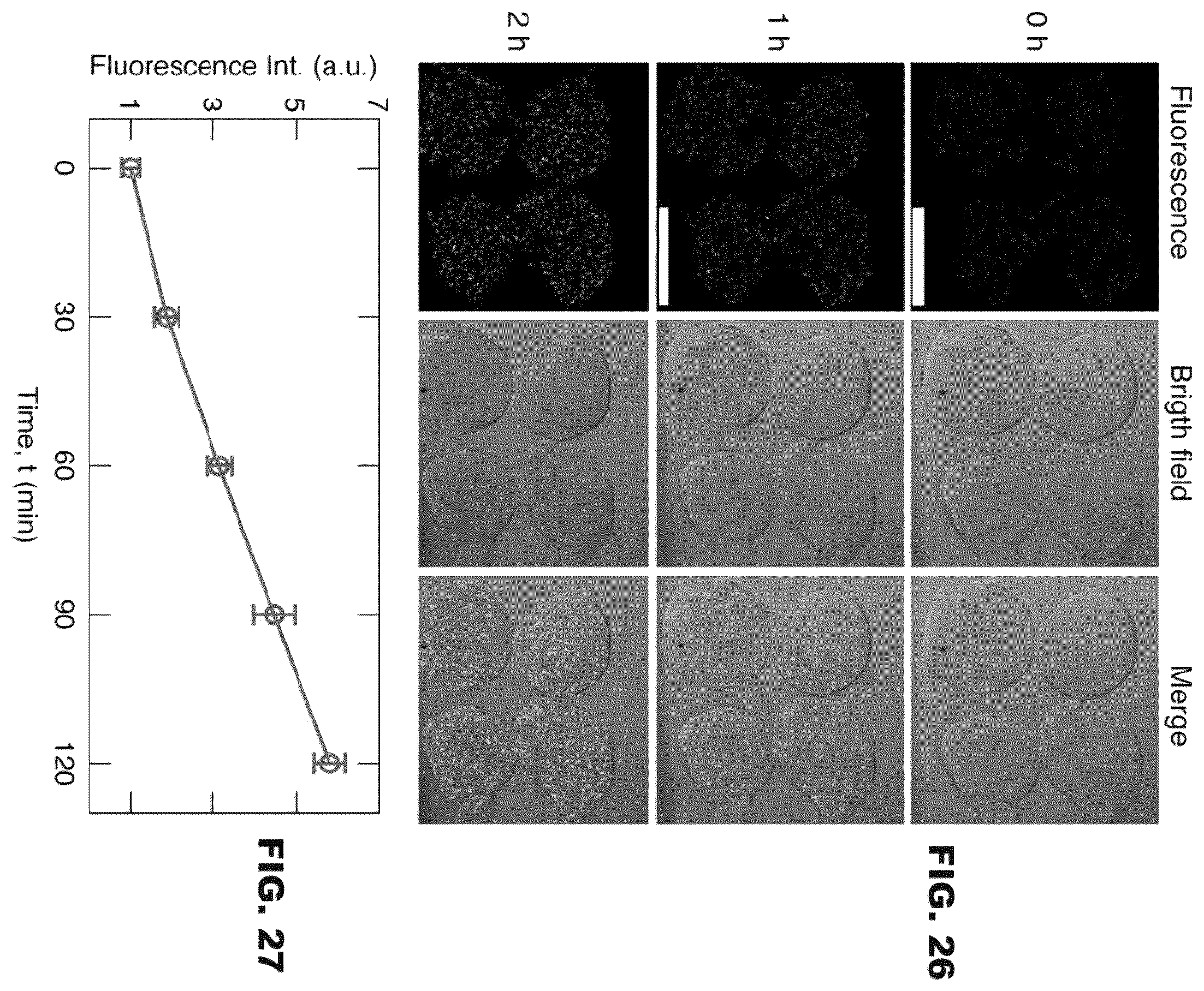Patent US12496767 Figure 18 – Digital assembly of spherical hydrogel voxels to form 3D lattice structures