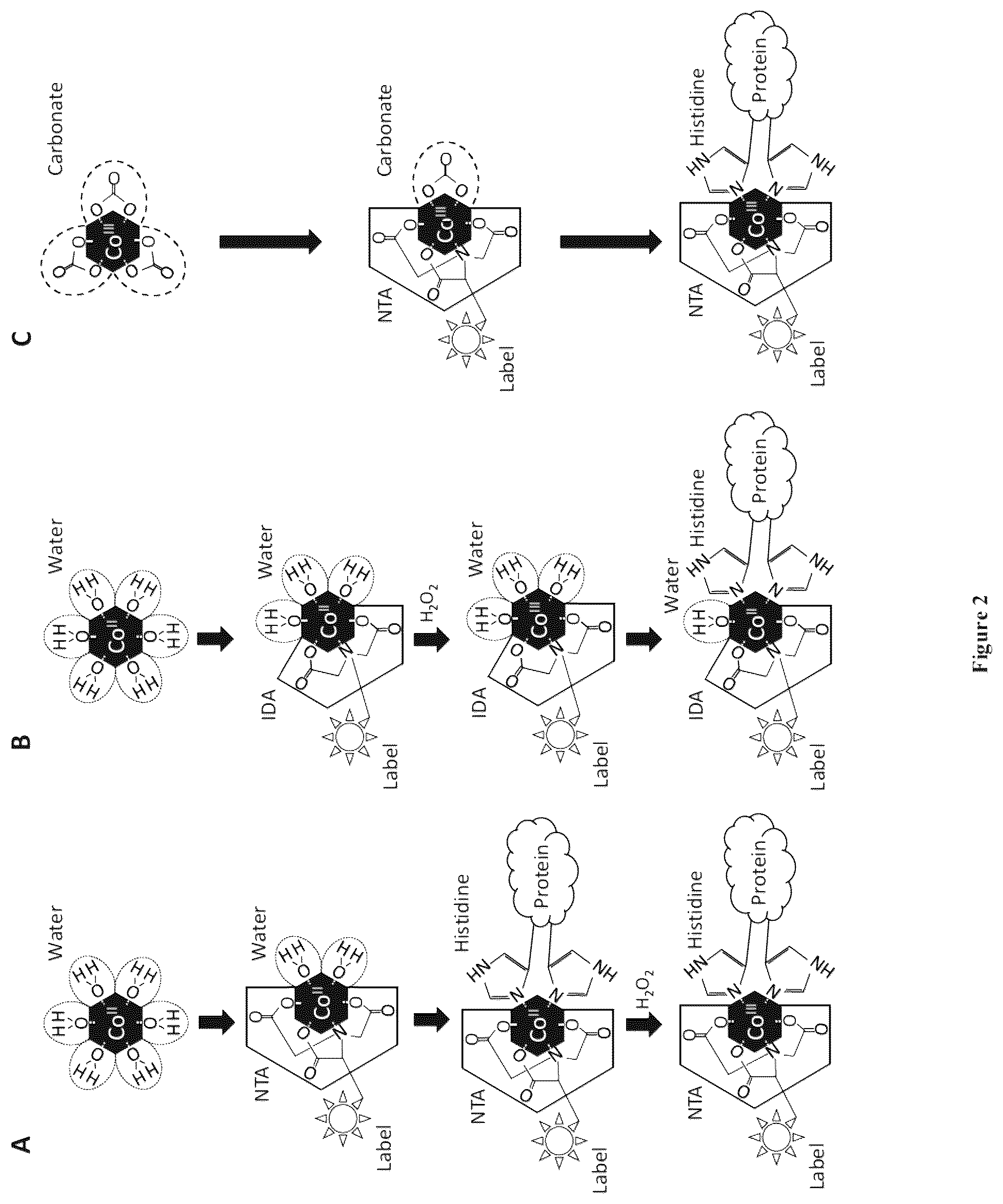 Patent US12497422 Figure 2 – Site-specific, kinetically inert conjugation of labels and/or carriers to target molecules such as His-tagged proteins via metal complex reagents
