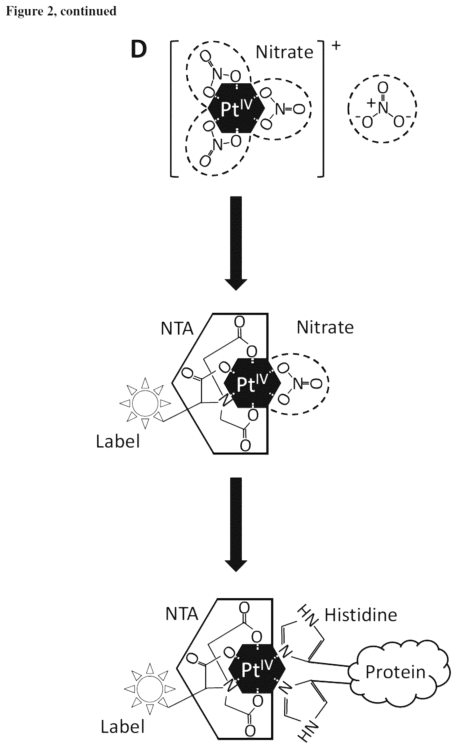 Patent US12497422 Figure 3 – Site-specific, kinetically inert conjugation of labels and/or carriers to target molecules such as His-tagged proteins via metal complex reagents
