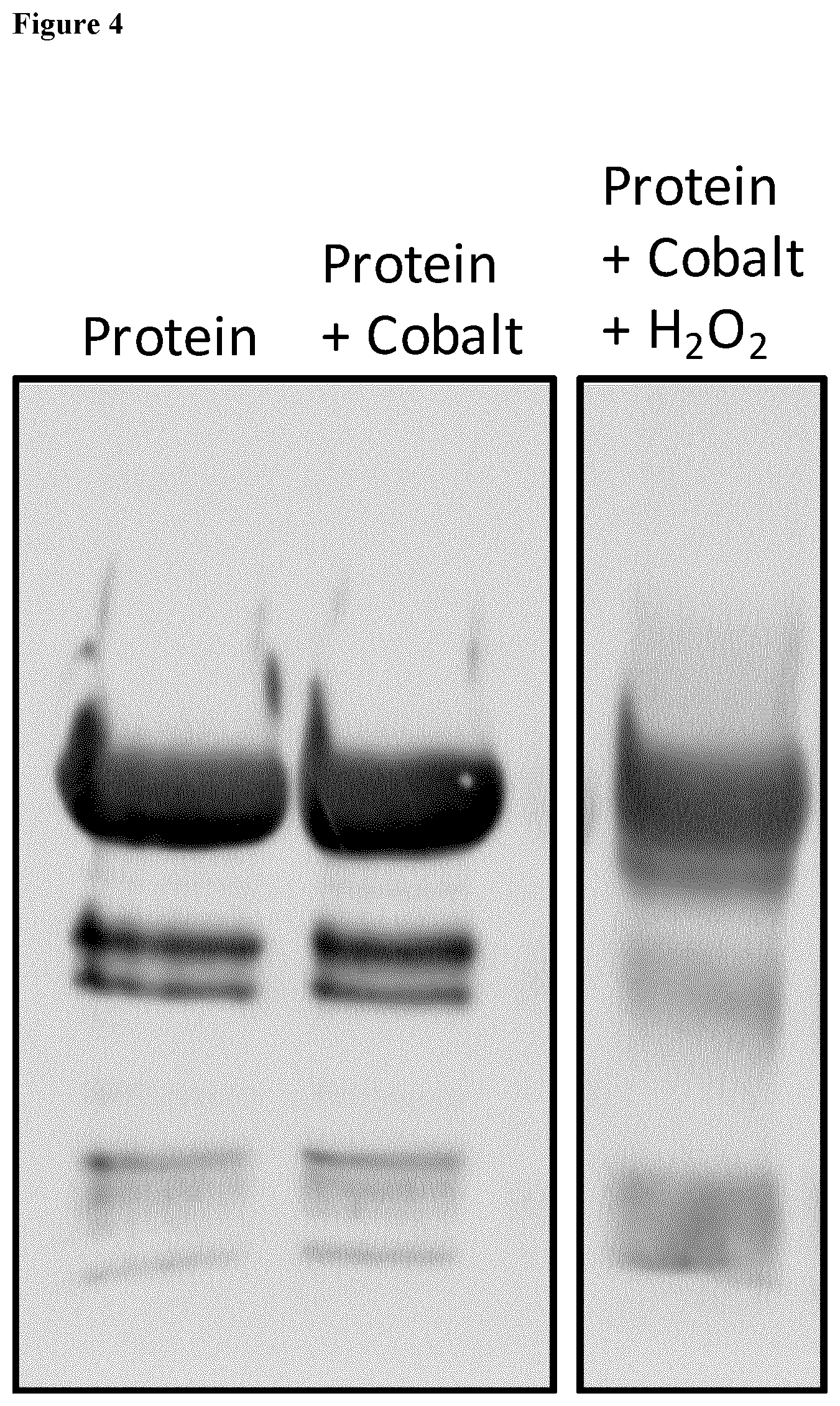 Patent US12497422 Figure 5 – Site-specific, kinetically inert conjugation of labels and/or carriers to target molecules such as His-tagged proteins via metal complex reagents