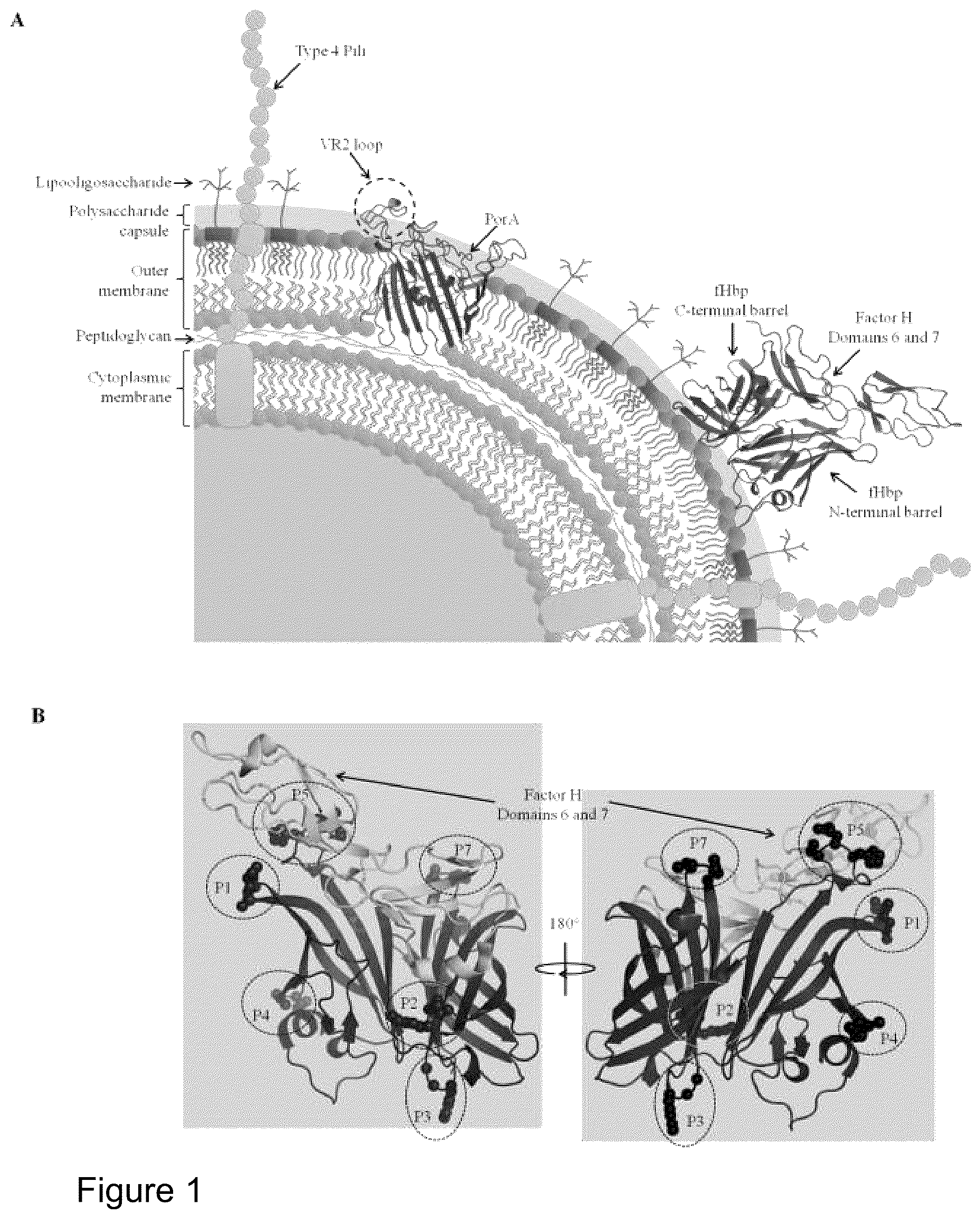 Patent US12497432 Figure 1 – Modified factor H binding protein