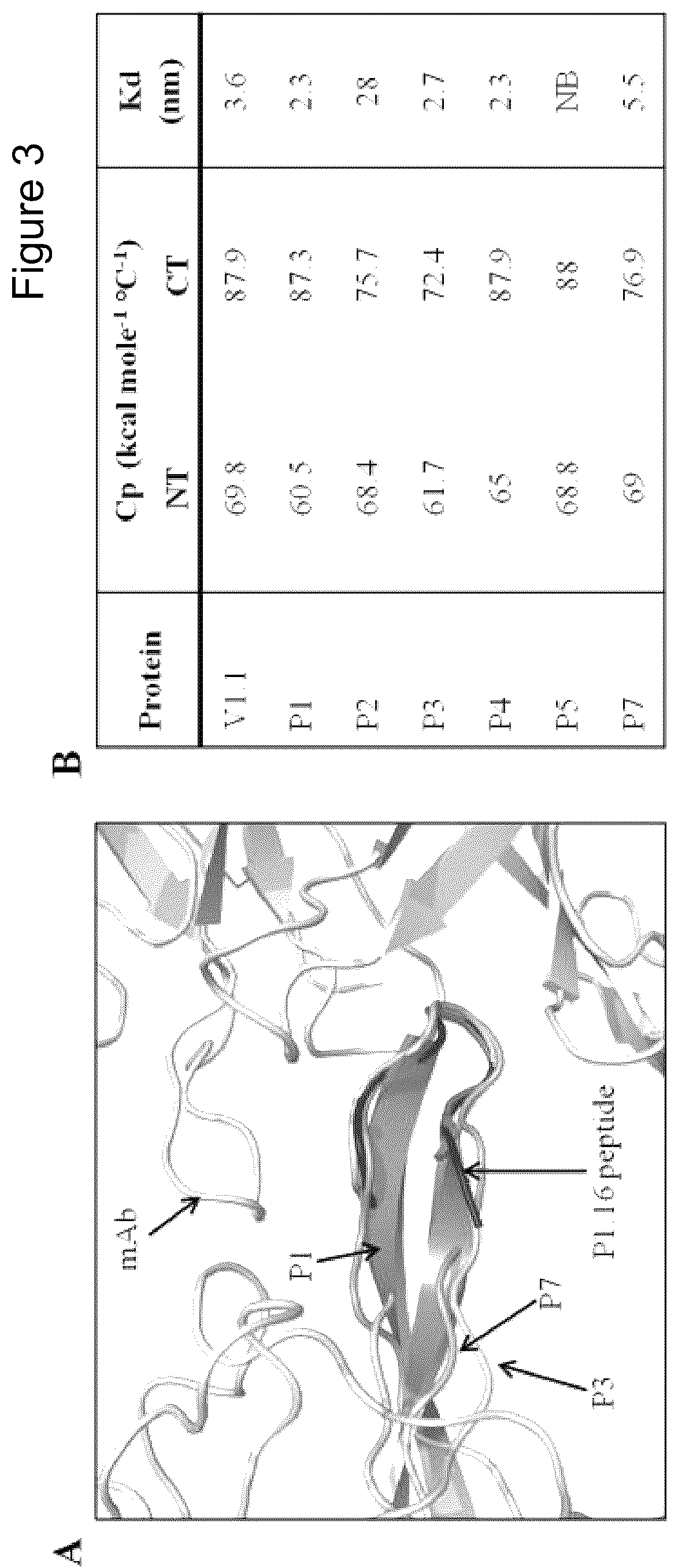 Patent US12497432 Figure 3 – Modified factor H binding protein