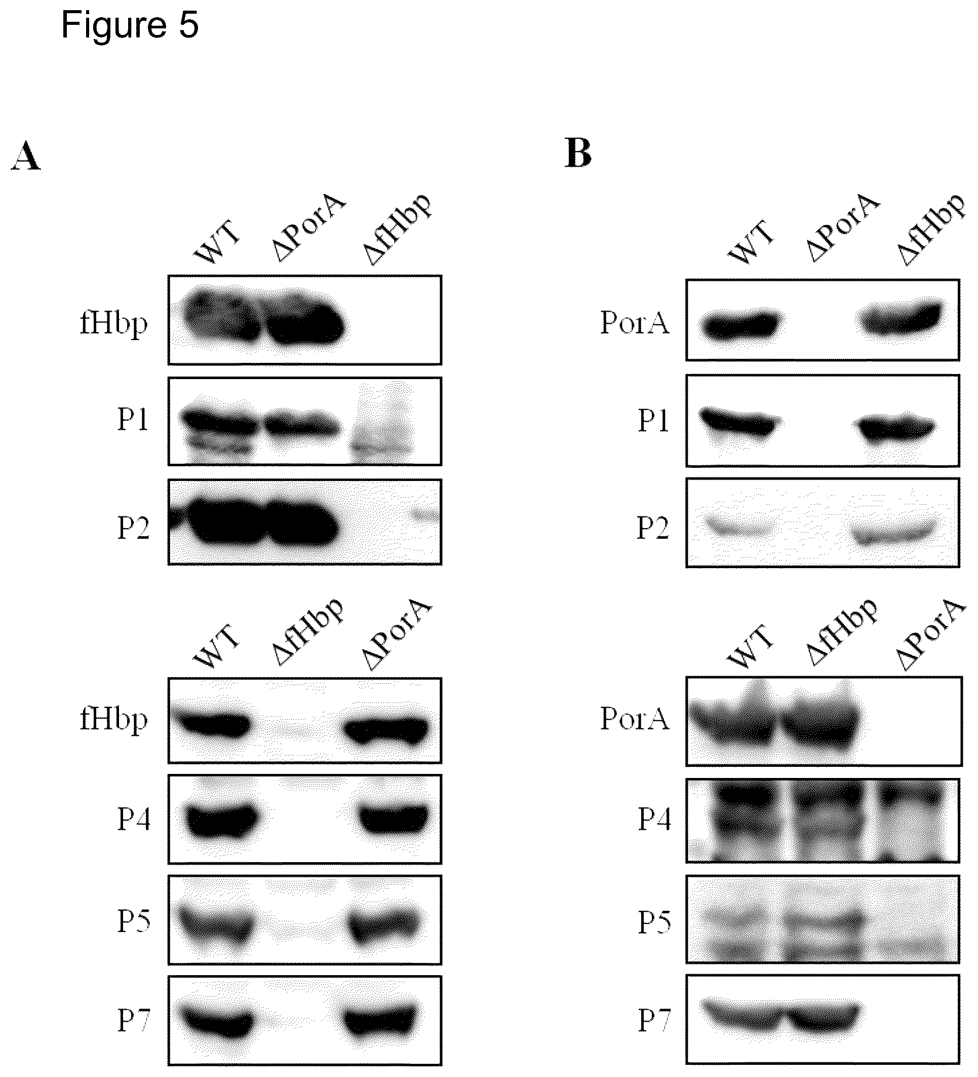 Patent US12497432 Figure 5 – Modified factor H binding protein