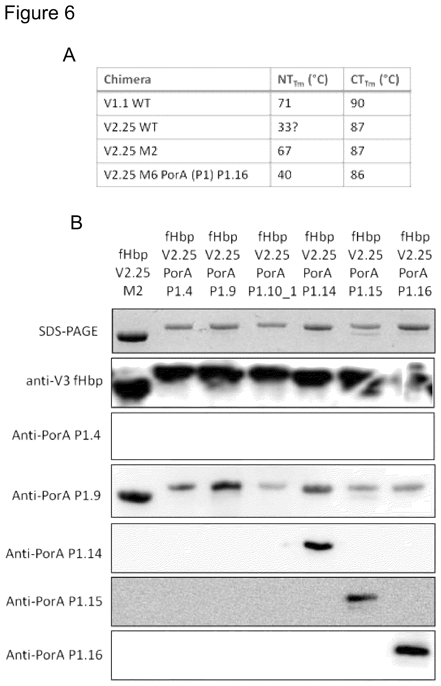 Patent US12497432 Figure 6 – Modified factor H binding protein