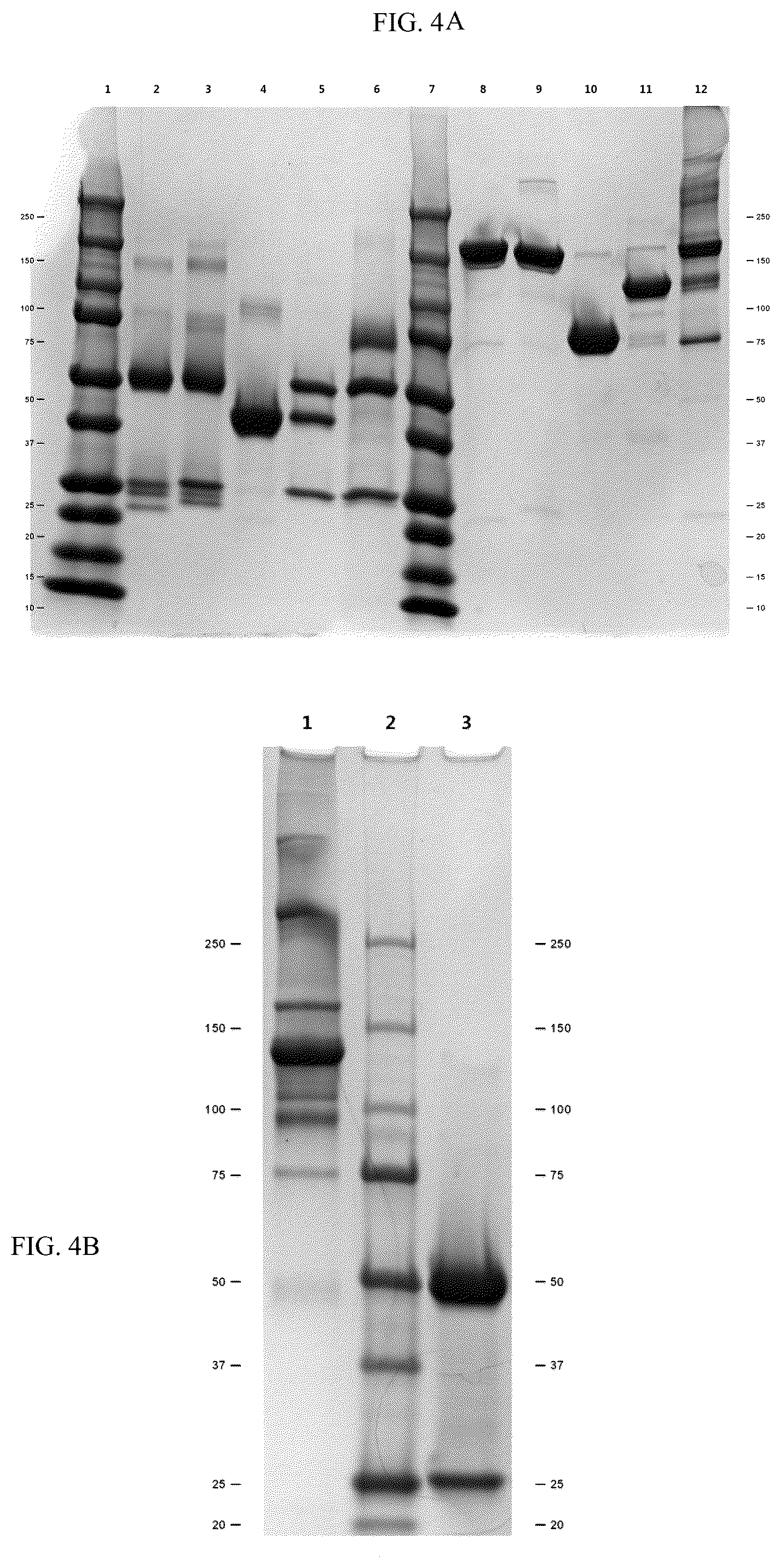 Patent US12497456 Figure 3 – Bispecific recombinant protein and use thereof