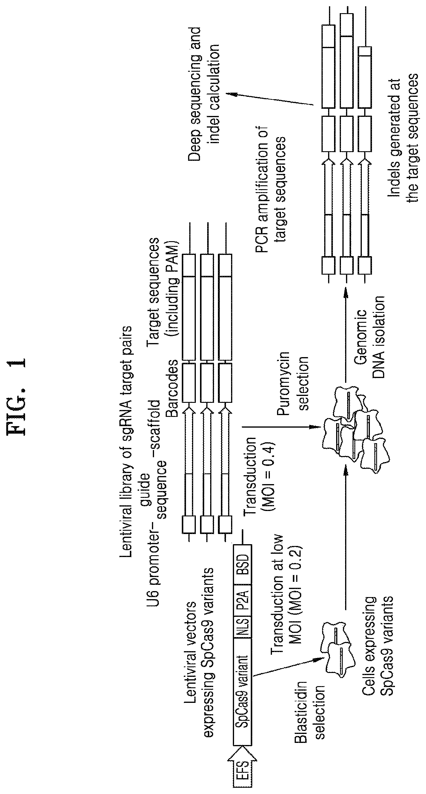 Patent US12497609 — Protospacer adjacent motif sequence and method for modifying target nucleic acid in genome of cell by using same — Figure 1