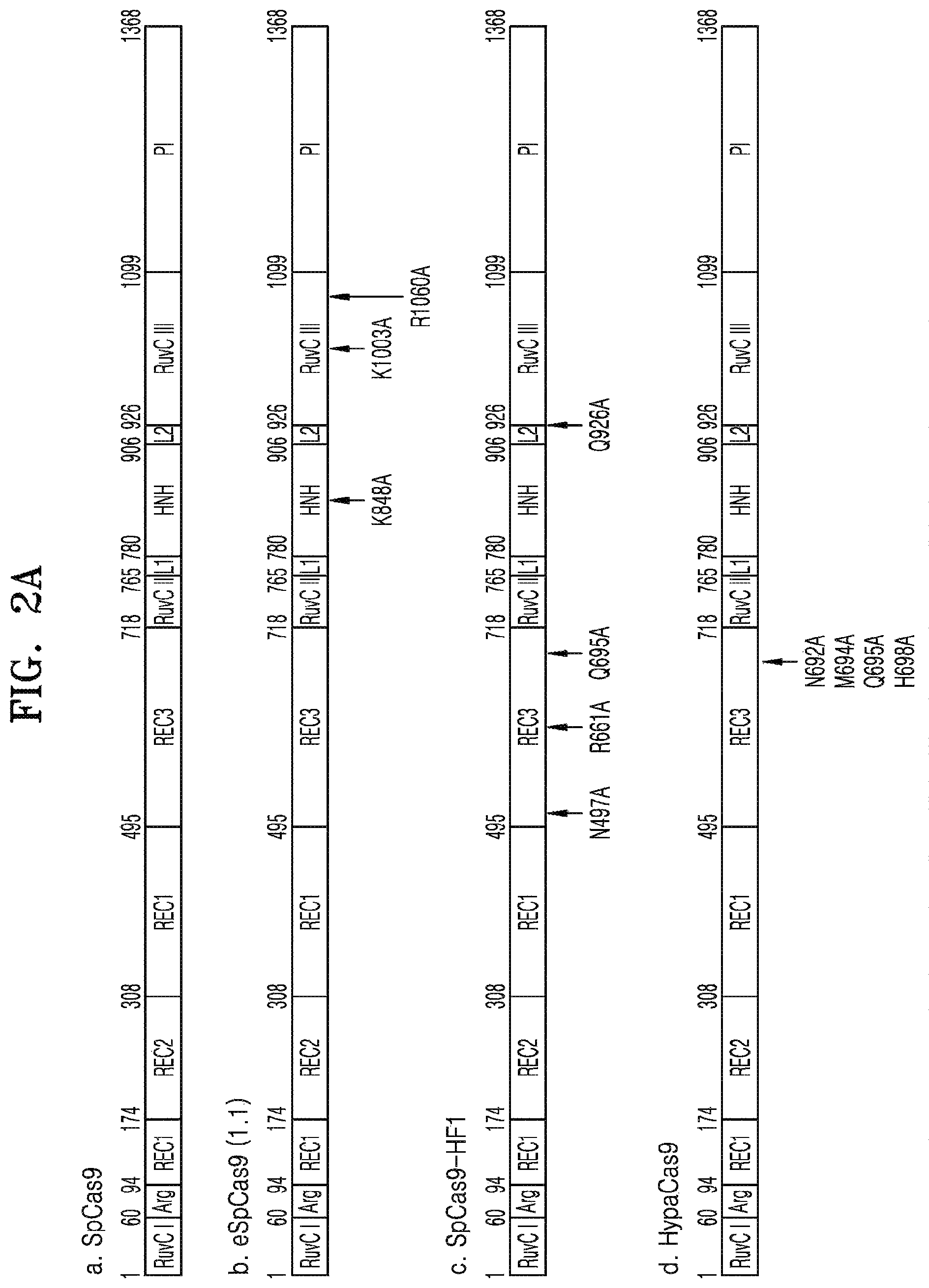Patent US12497609 Figure 2 – Protospacer adjacent motif sequence and method for modifying target nucleic acid in genome of cell by using same