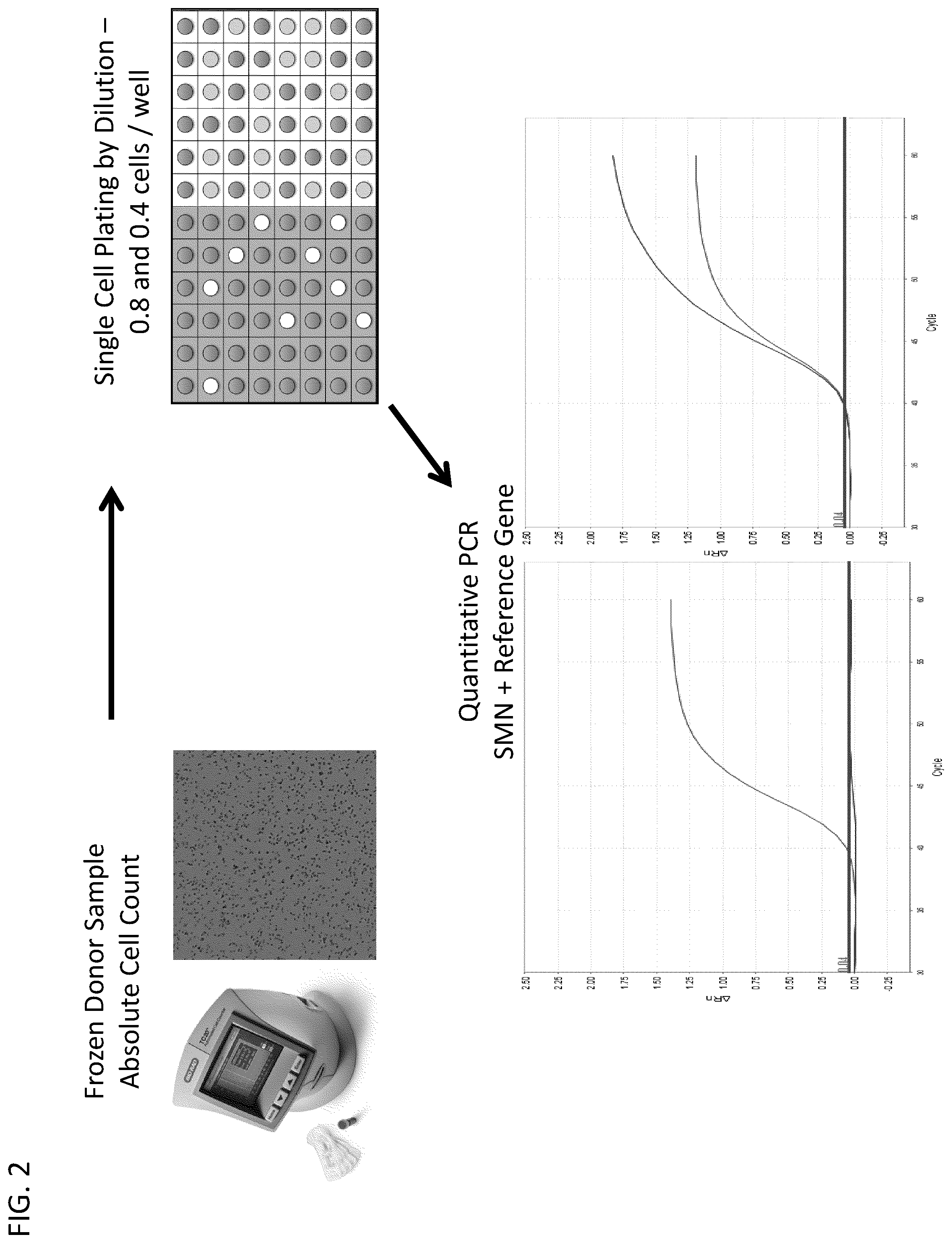 Patent US12497658 Figure 2 – Methods to detect a silent carrier genotype