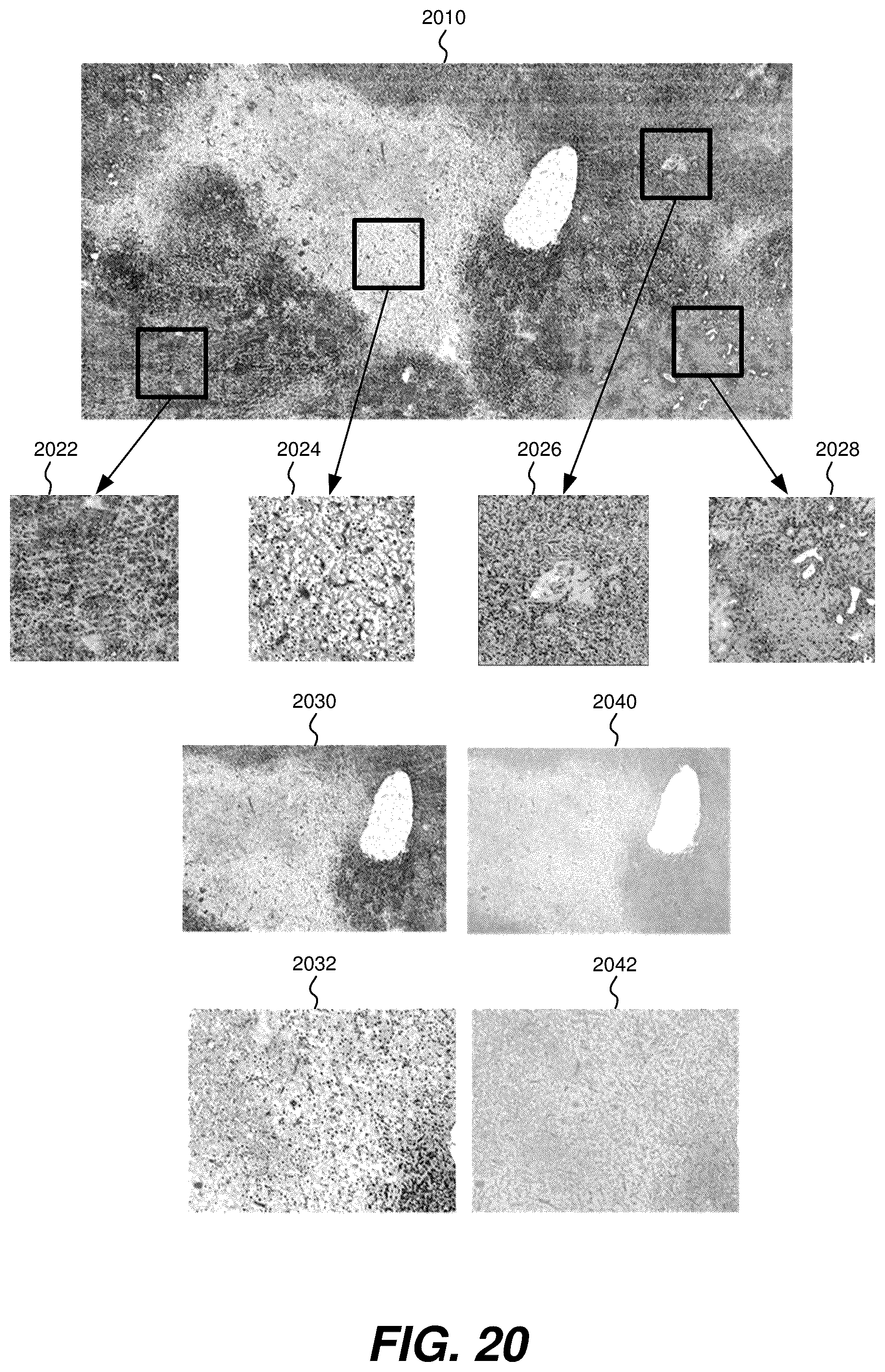Patent US12504363 Figure 20 – Three-dimensional contoured scanning photoacoustic imaging and virtual staining