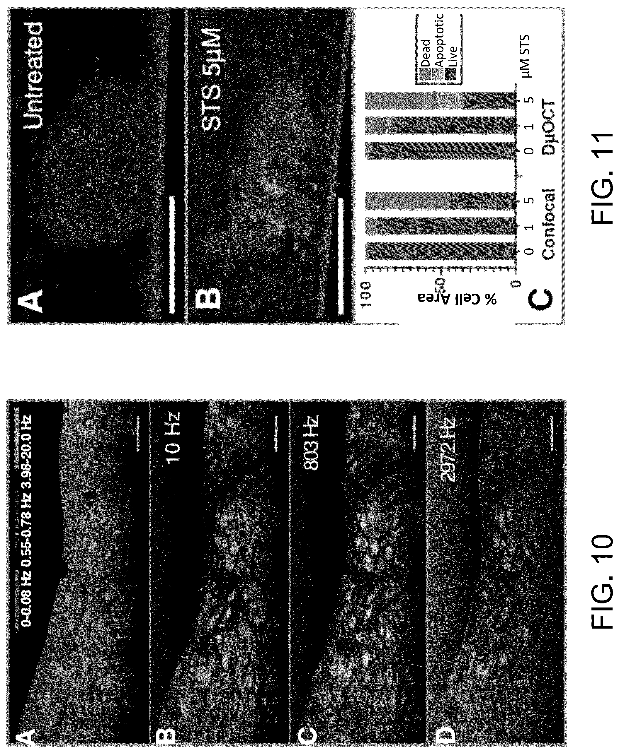 Patent US12504371 Figure 10 – System and method of dynamic micro-optical coherence tomography for mapping cellular functions