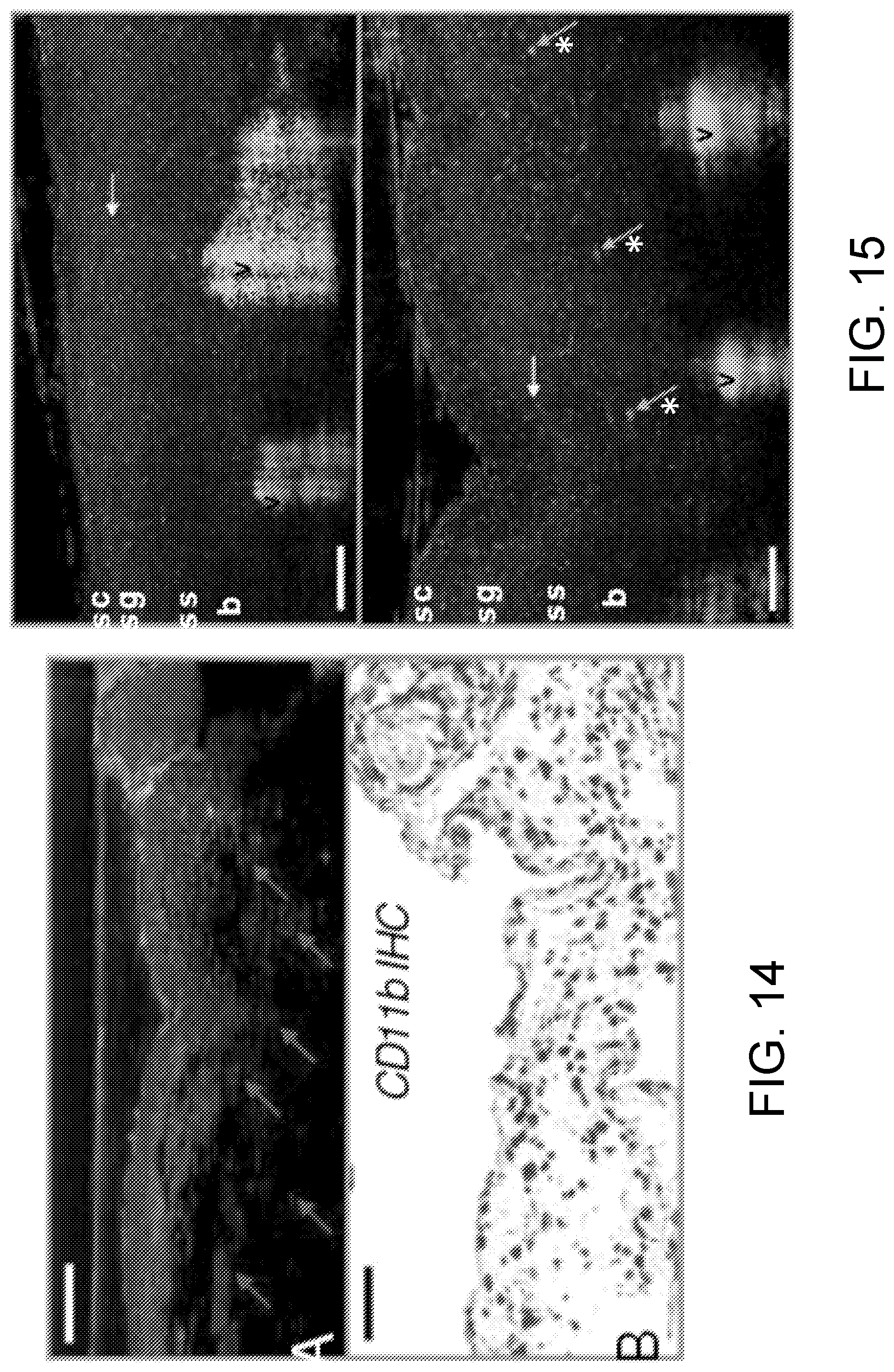 Patent US12504371 Figure 12 – System and method of dynamic micro-optical coherence tomography for mapping cellular functions