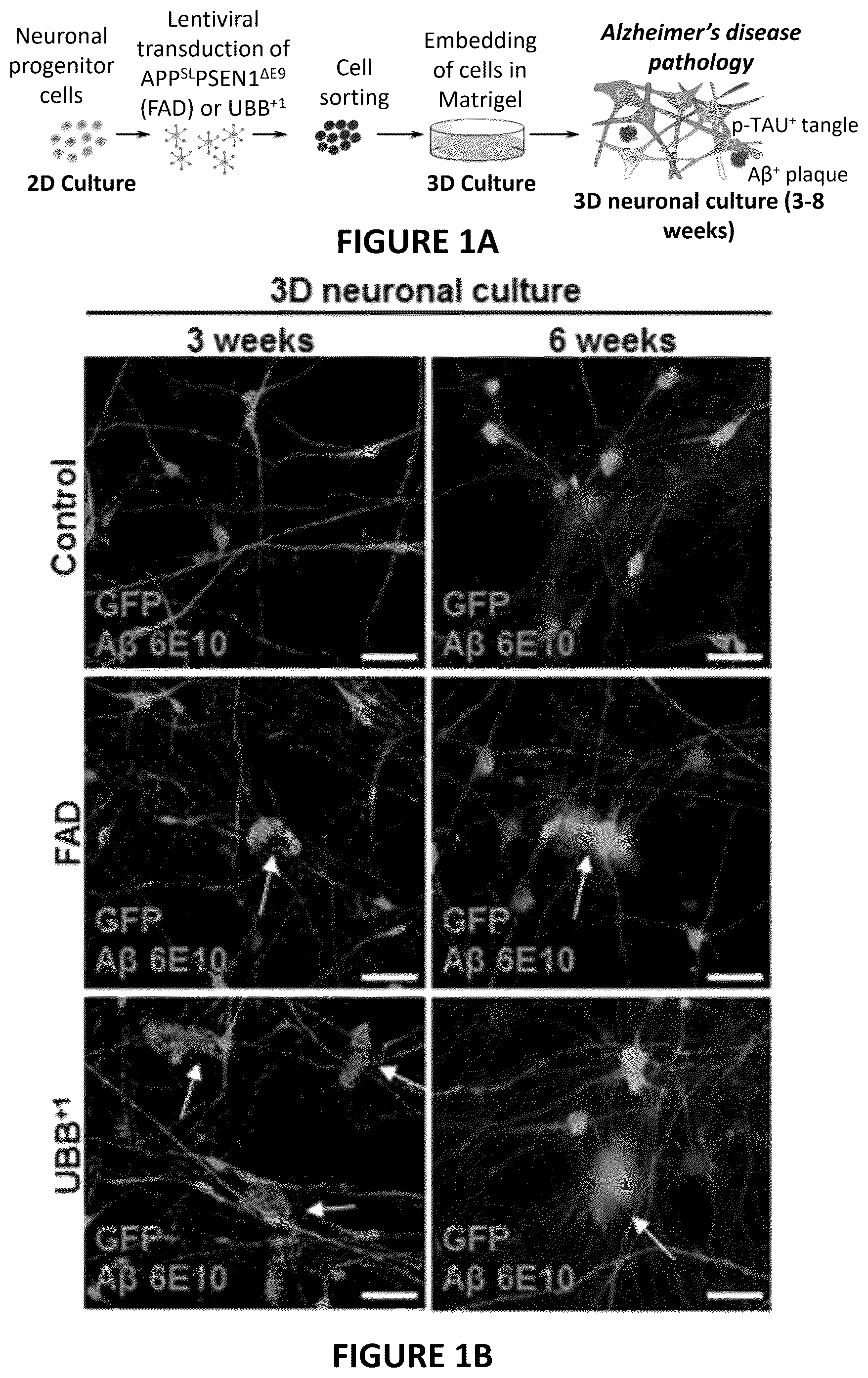 Patent US12504424 — Systems and methods for in-vitro modeling of neurodegenerative diseases — Figure 1