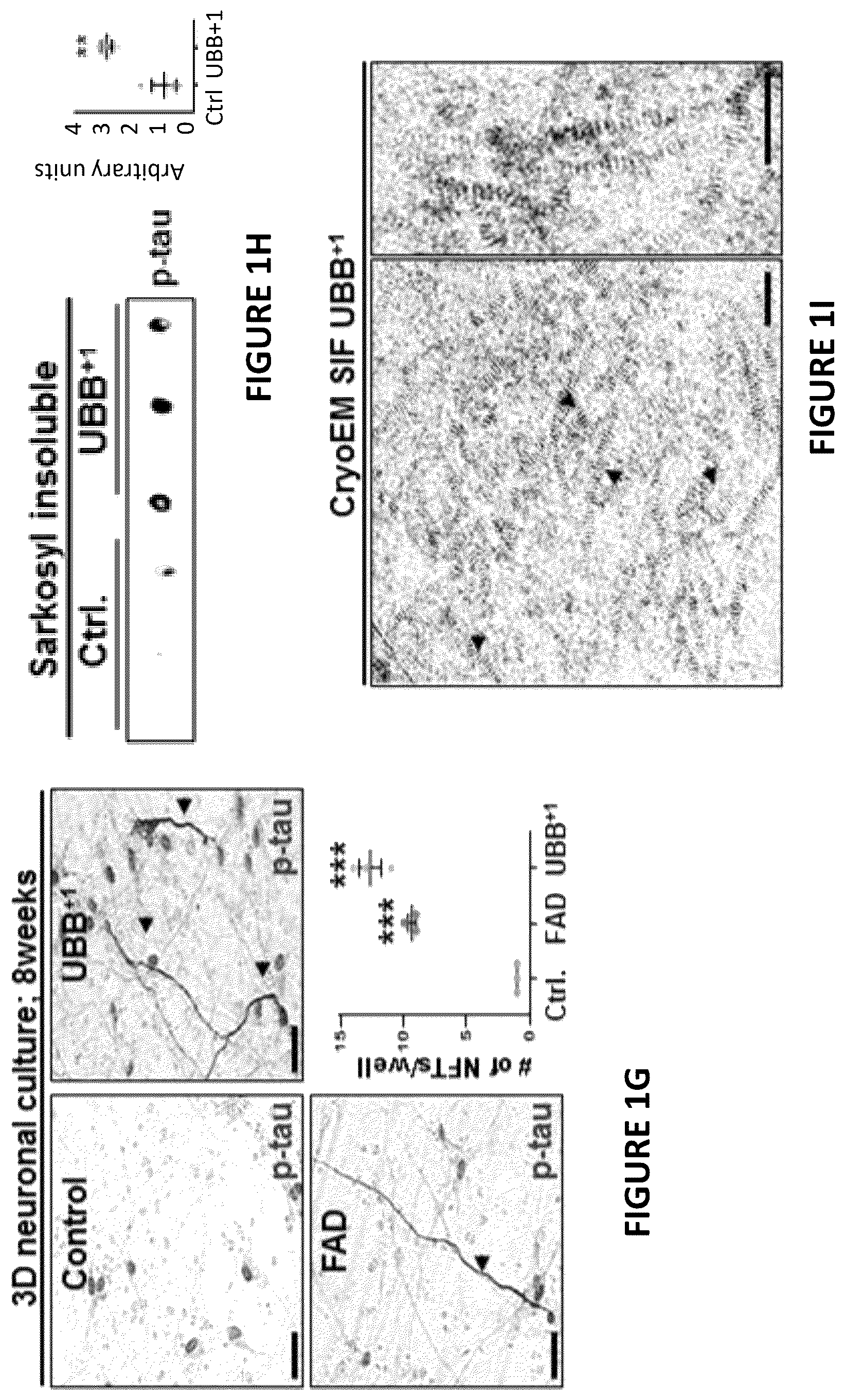 Patent US12504424 Figure 3 – Systems and methods for in-vitro modeling of neurodegenerative diseases