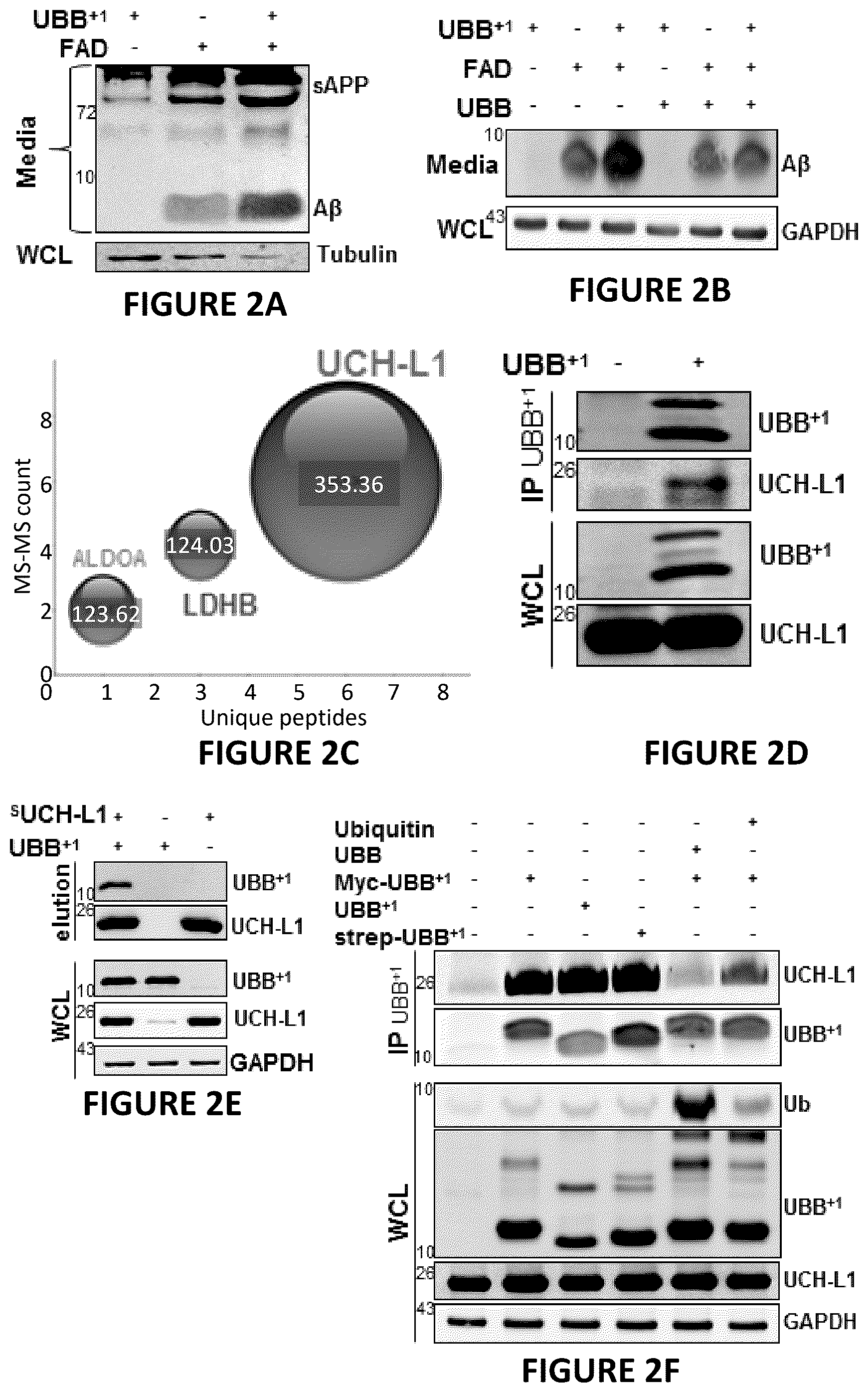 Patent US12504424 Figure 4 – Systems and methods for in-vitro modeling of neurodegenerative diseases