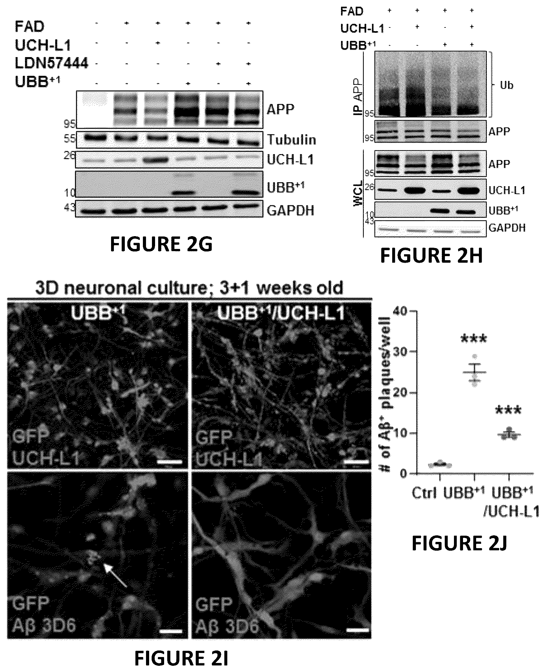 Patent US12504424 Figure 5 – Systems and methods for in-vitro modeling of neurodegenerative diseases