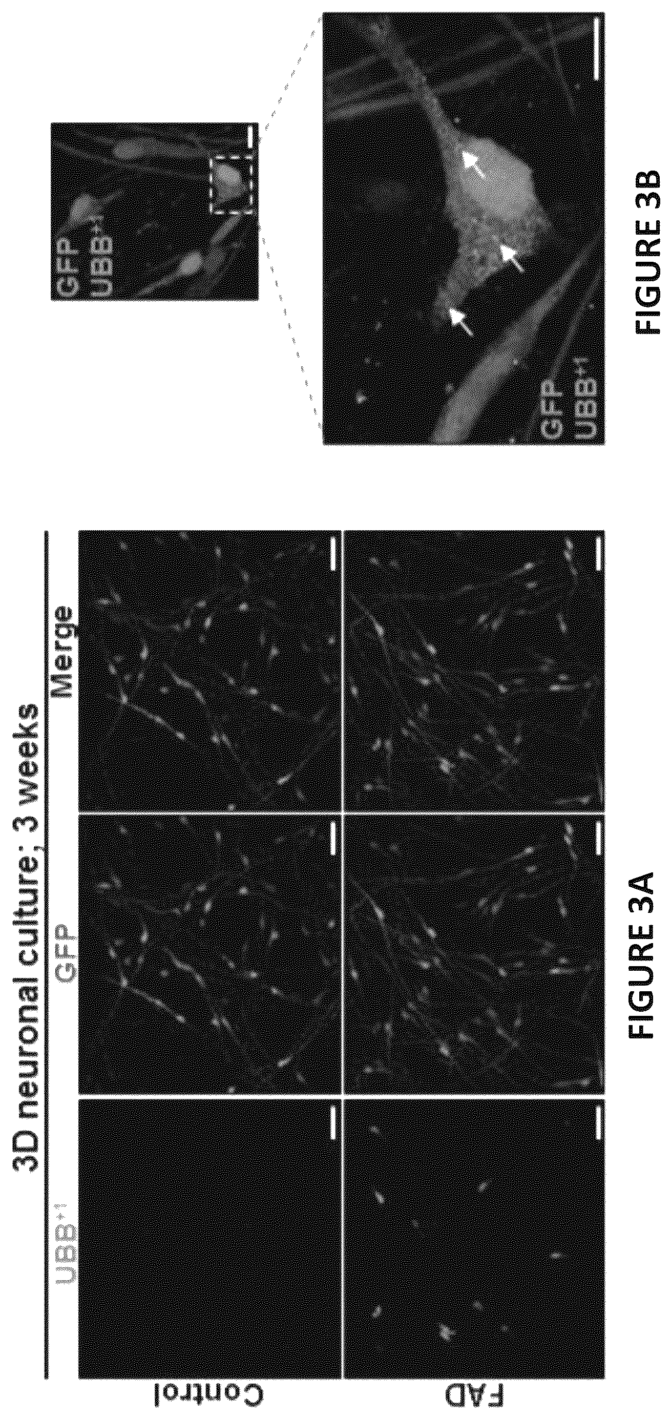 Patent US12504424 Figure 6 – Systems and methods for in-vitro modeling of neurodegenerative diseases