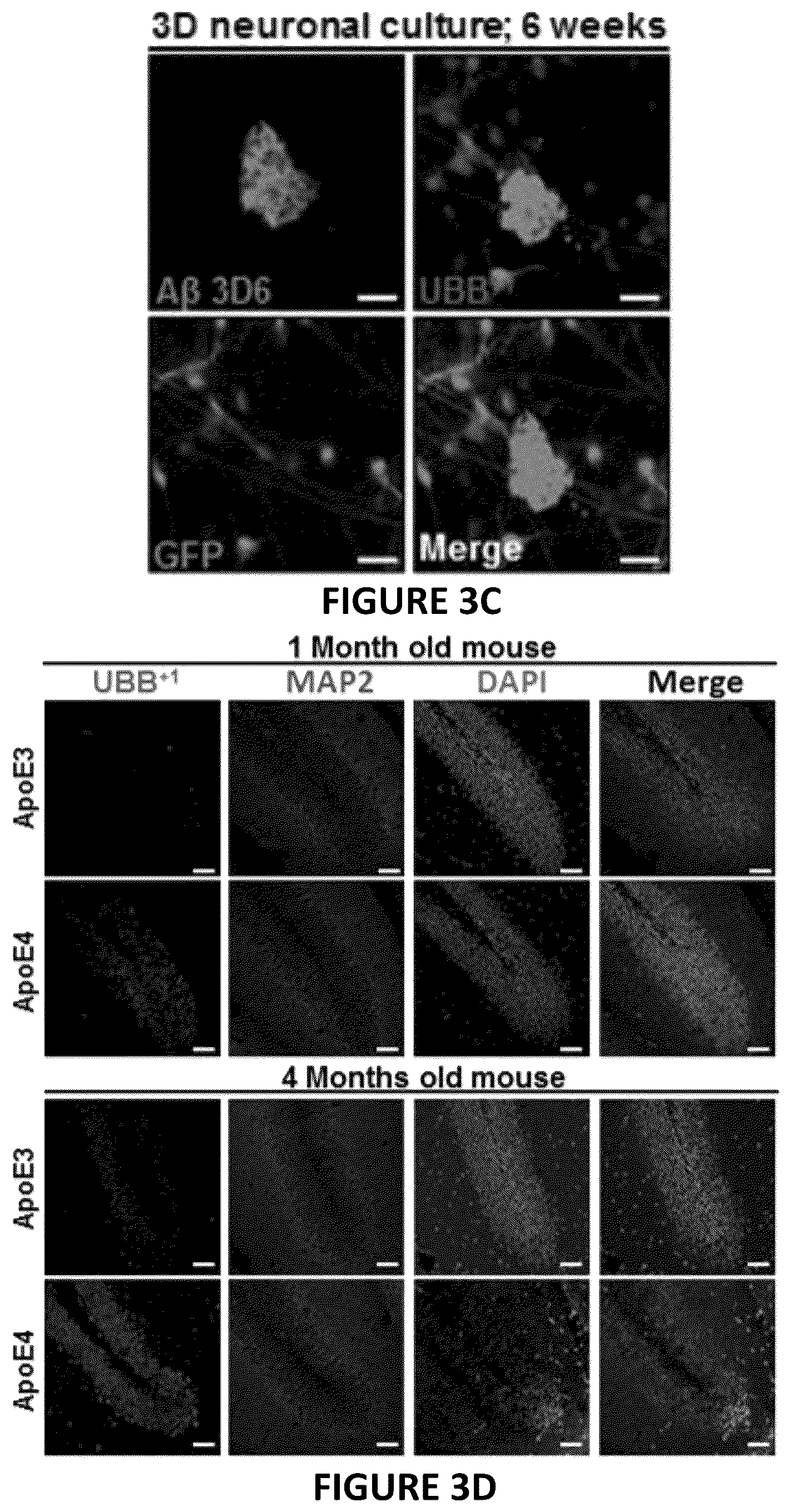 Patent US12504424 Figure 7 – Systems and methods for in-vitro modeling of neurodegenerative diseases