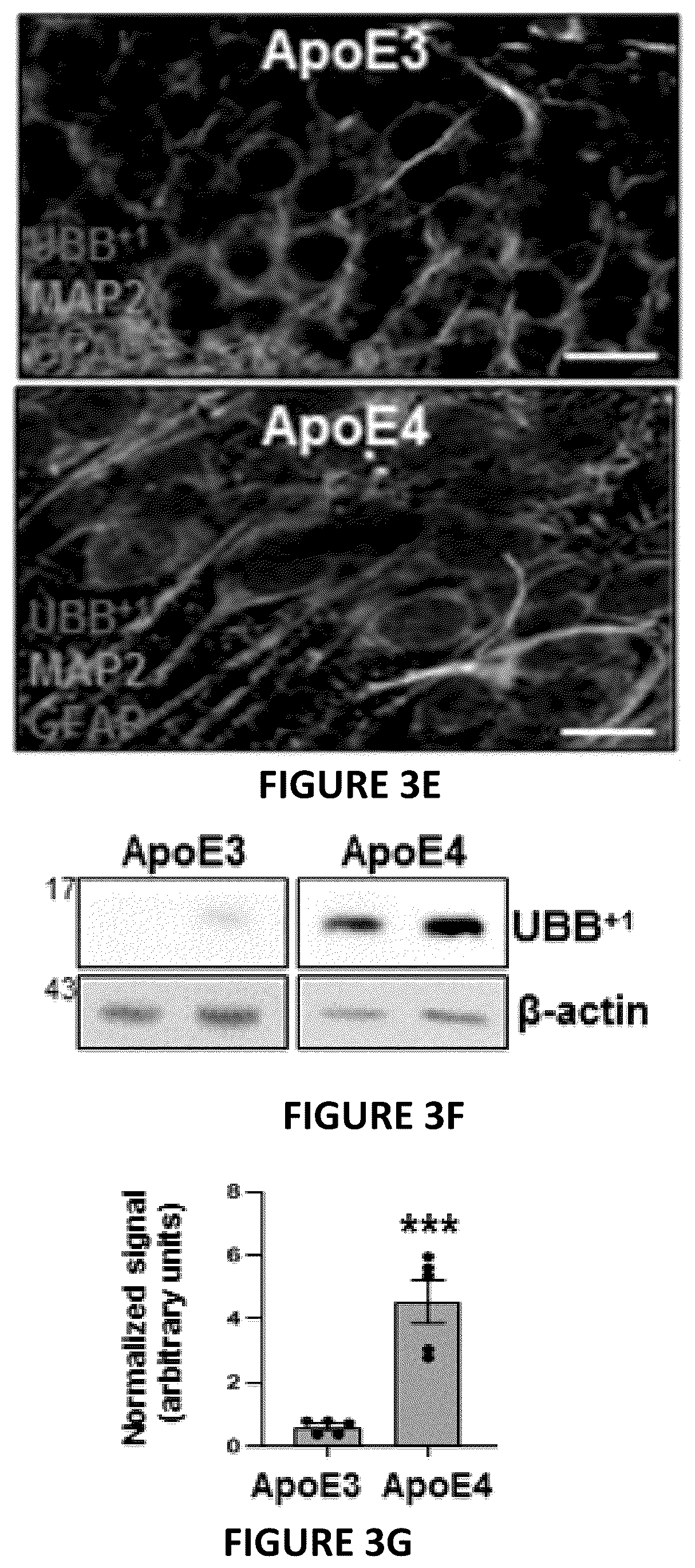 Patent US12504424 Figure 8 – Systems and methods for in-vitro modeling of neurodegenerative diseases
