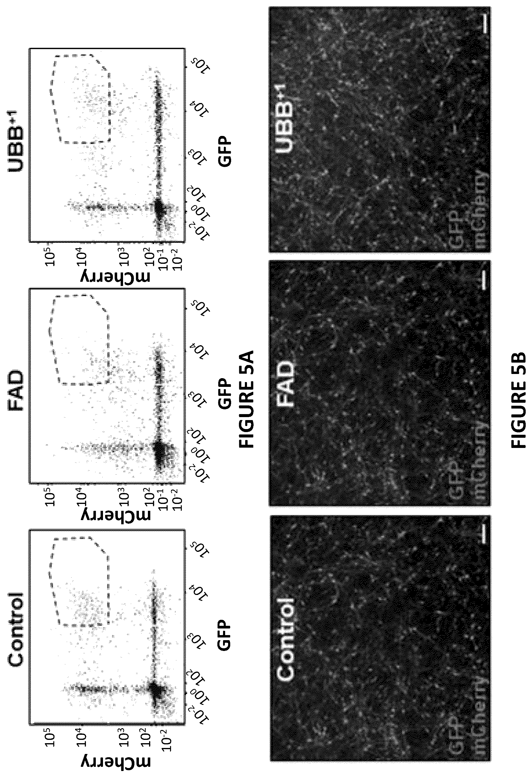 Patent US12504424 Figure 11 – Systems and methods for in-vitro modeling of neurodegenerative diseases