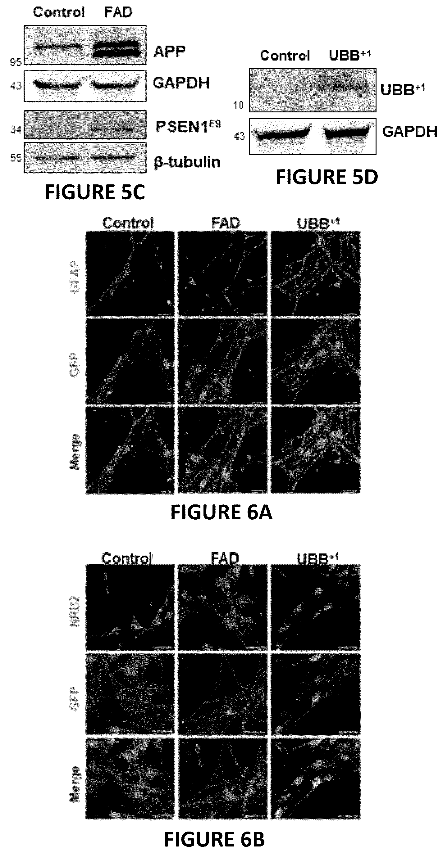 Patent US12504424 Figure 12 – Systems and methods for in-vitro modeling of neurodegenerative diseases