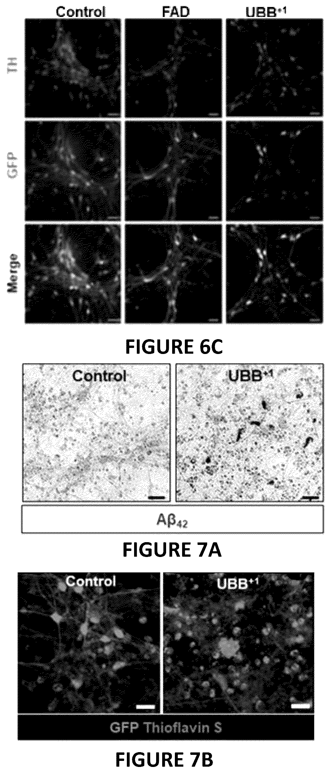Patent US12504424 Figure 13 – Systems and methods for in-vitro modeling of neurodegenerative diseases