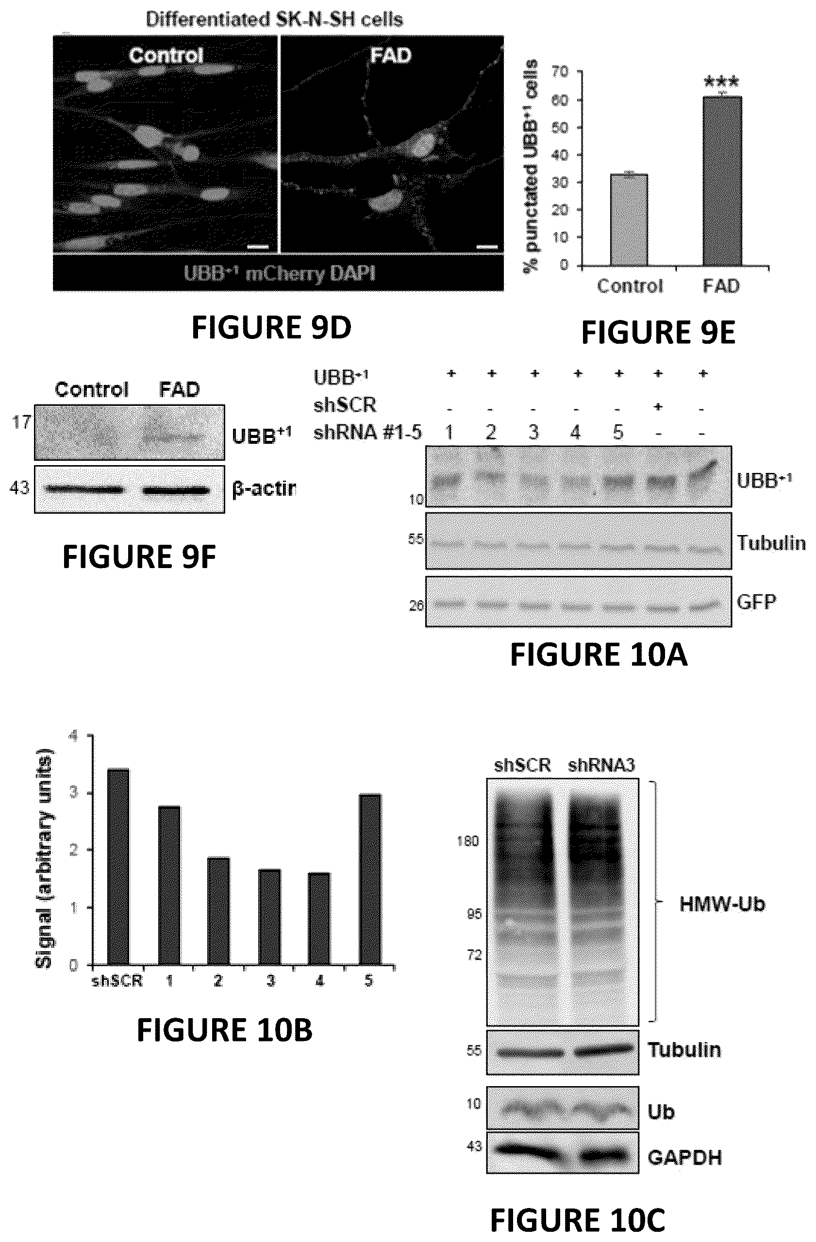 Patent US12504424 Figure 17 – Systems and methods for in-vitro modeling of neurodegenerative diseases
