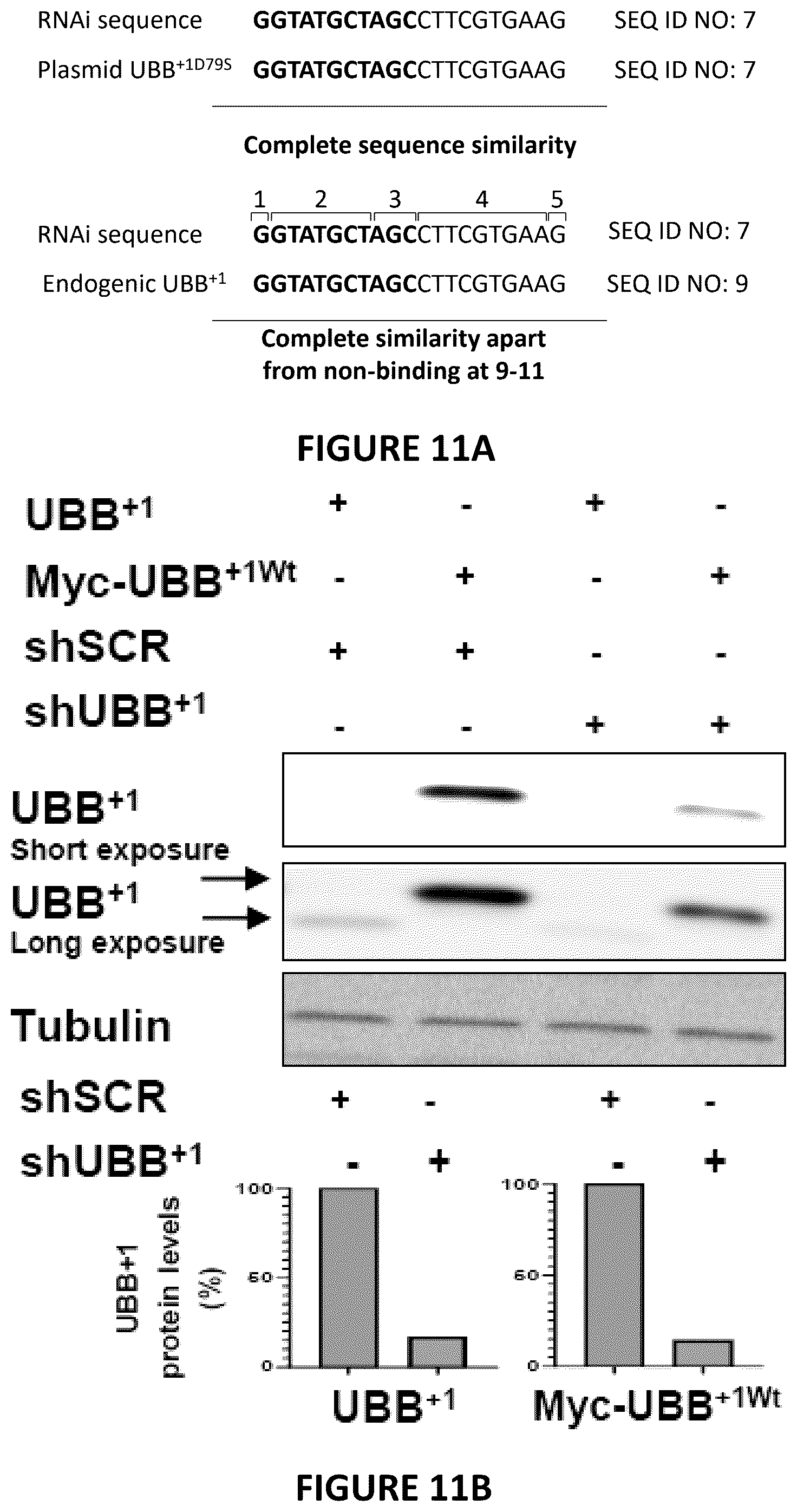 Patent US12504424 Figure 19 – Systems and methods for in-vitro modeling of neurodegenerative diseases