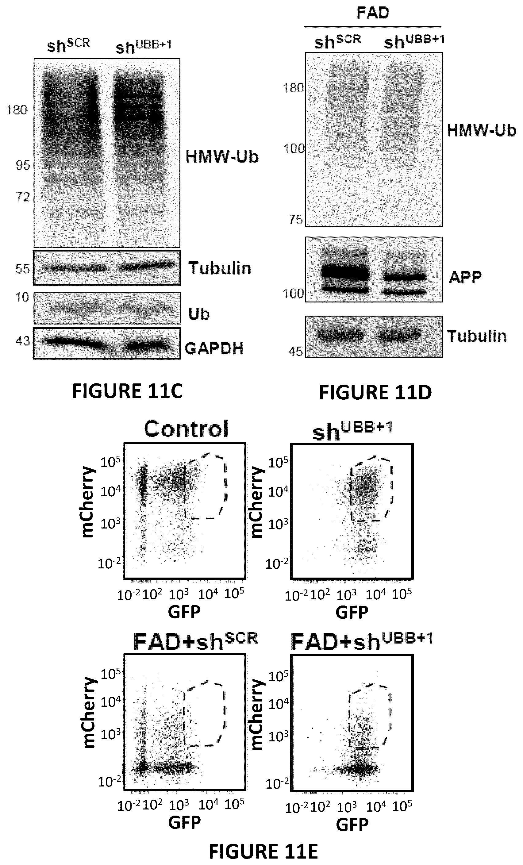 Patent US12504424 Figure 20 – Systems and methods for in-vitro modeling of neurodegenerative diseases