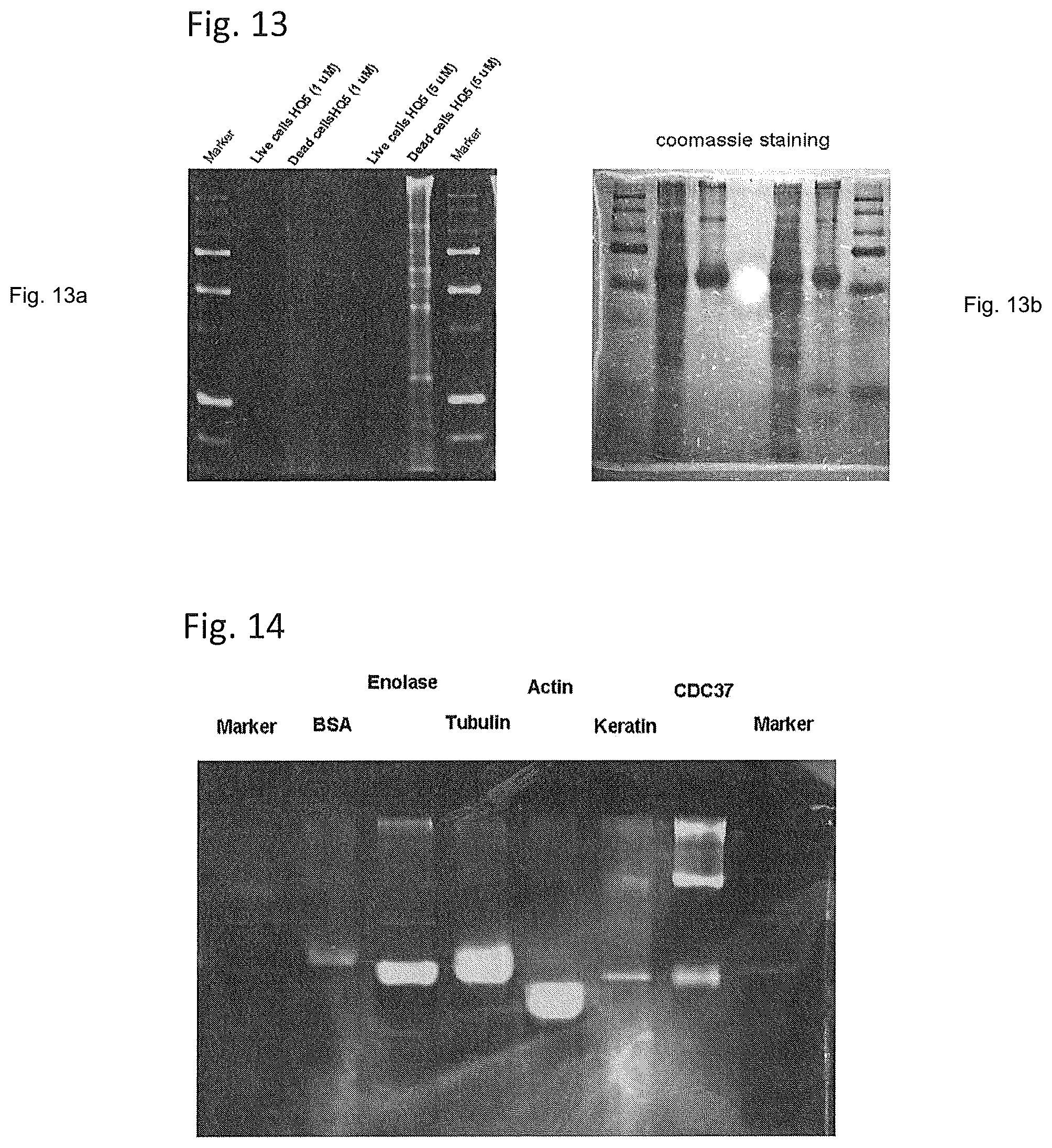 Patent US12504428 Figure 7 – Protein target complex