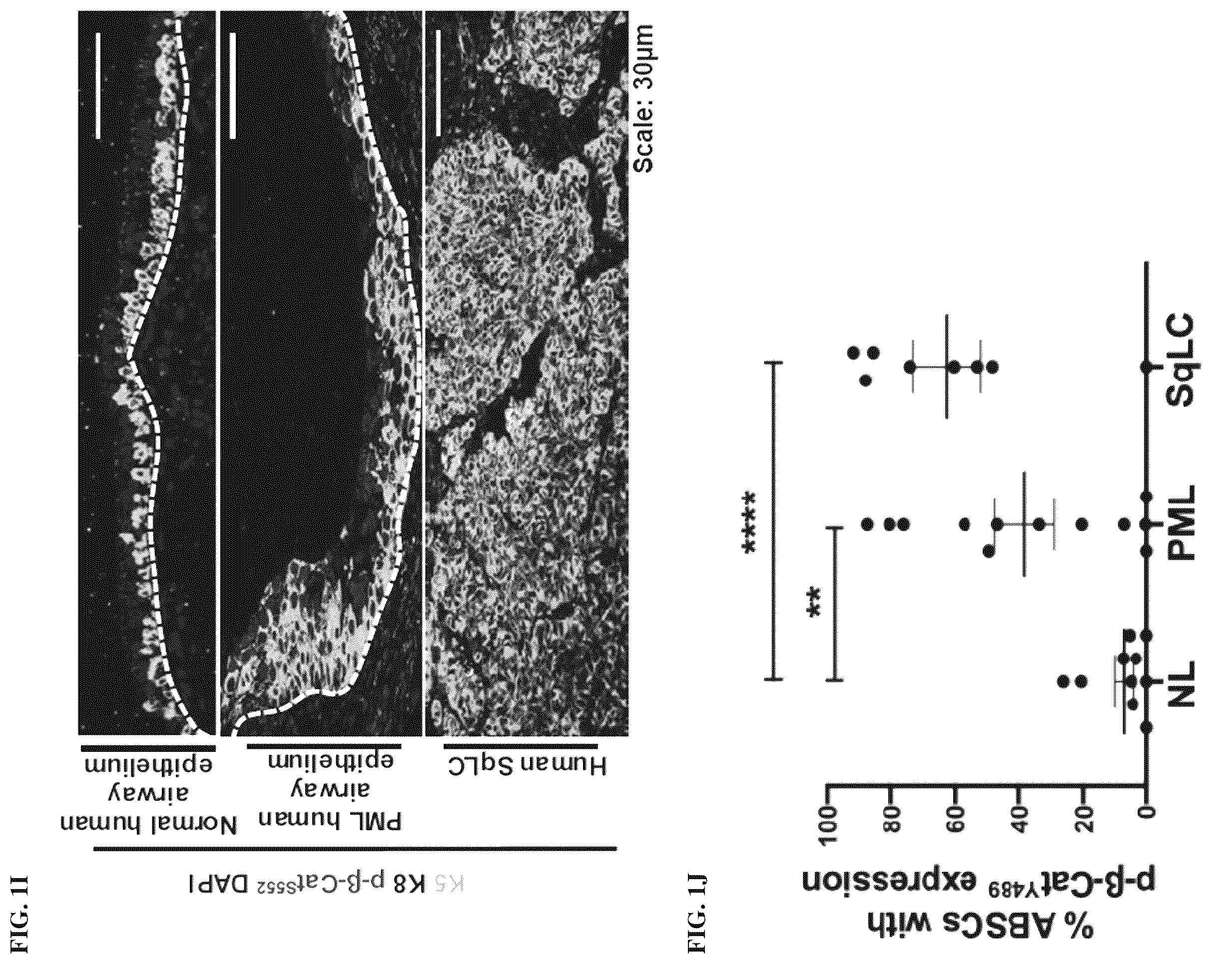 Patent US12508243 Figure 8 – Compositions and methods for treating cancer and improving epithelial homeostasis
